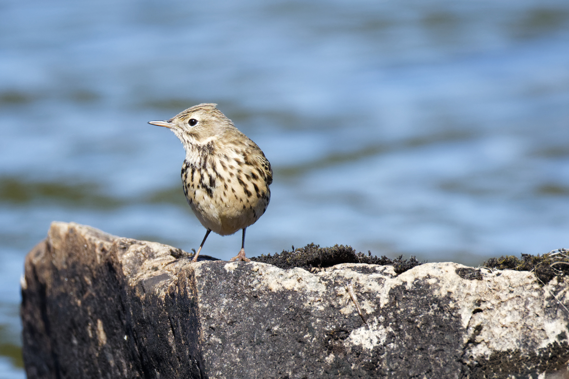 Pipit farlouse