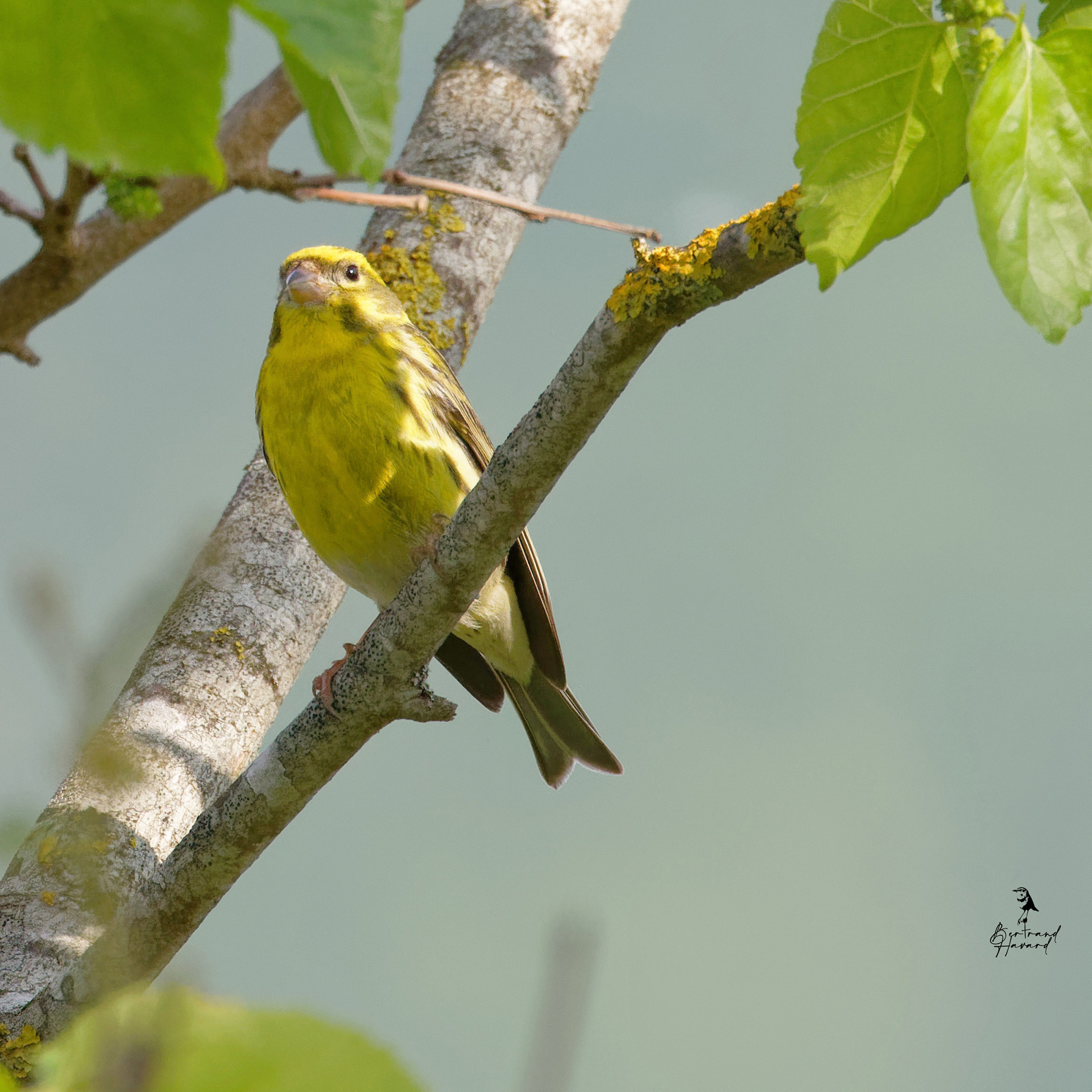 Serin cini
