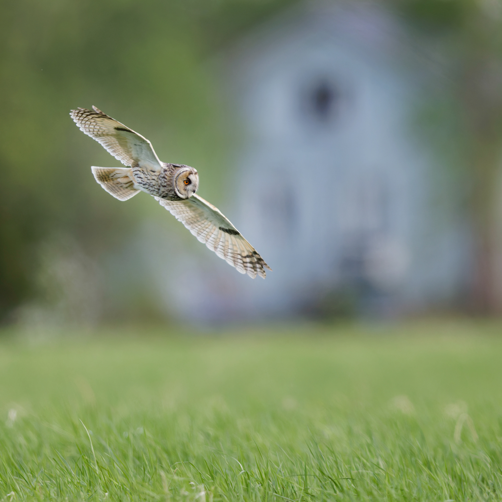 Hibou moyen-duc