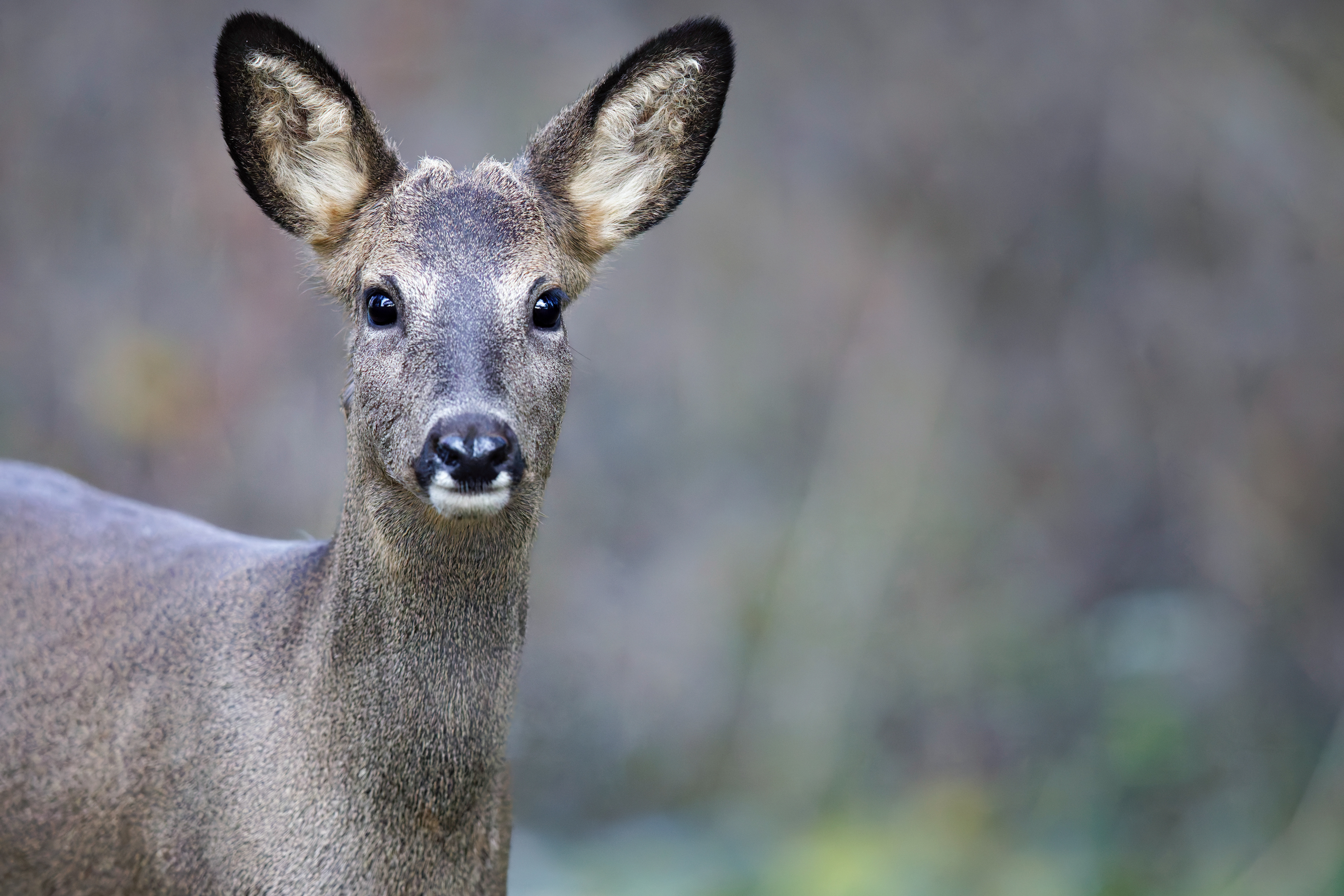 Jeune brocard (Chevreuil d'Europe mâle)