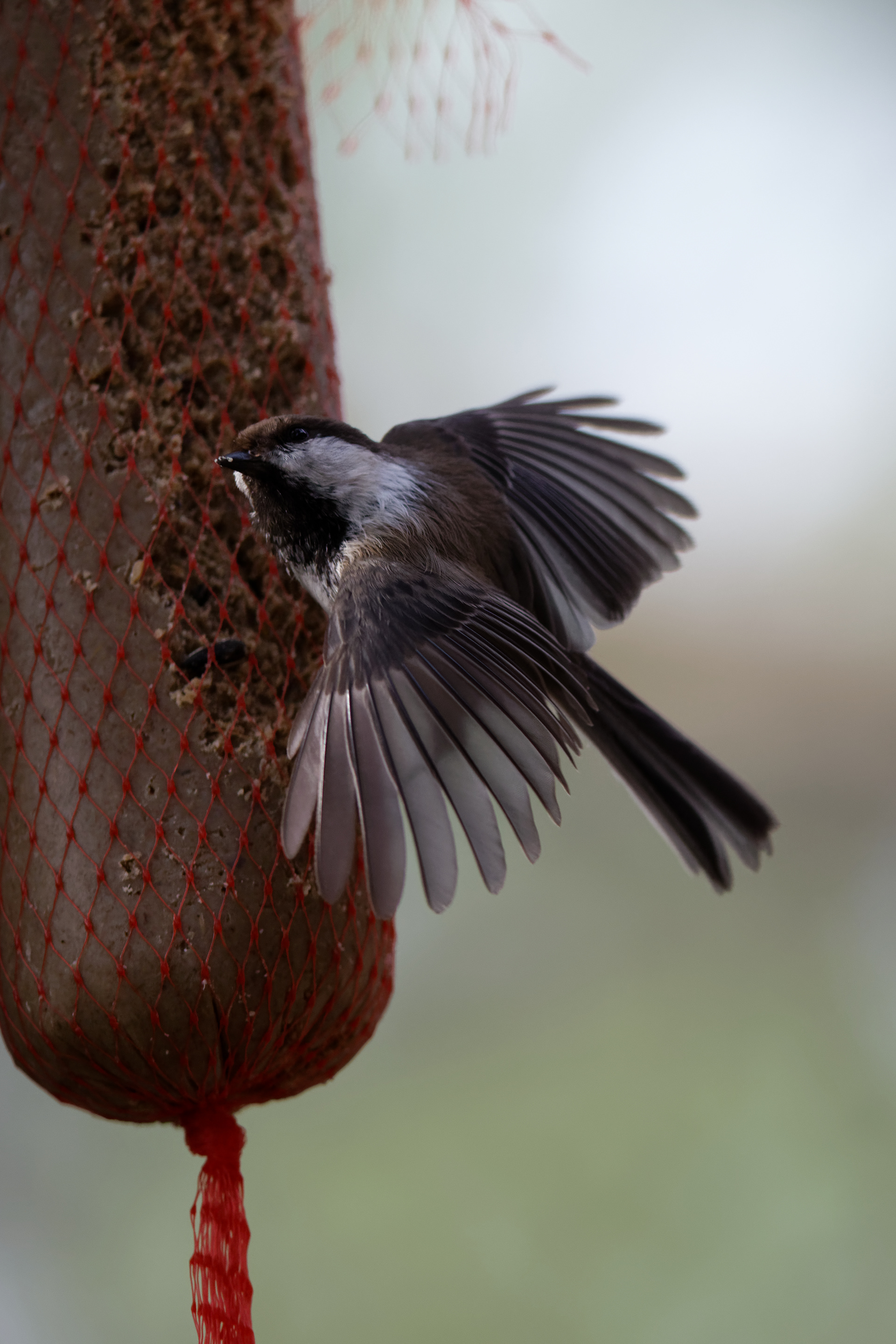 Mésange lapone