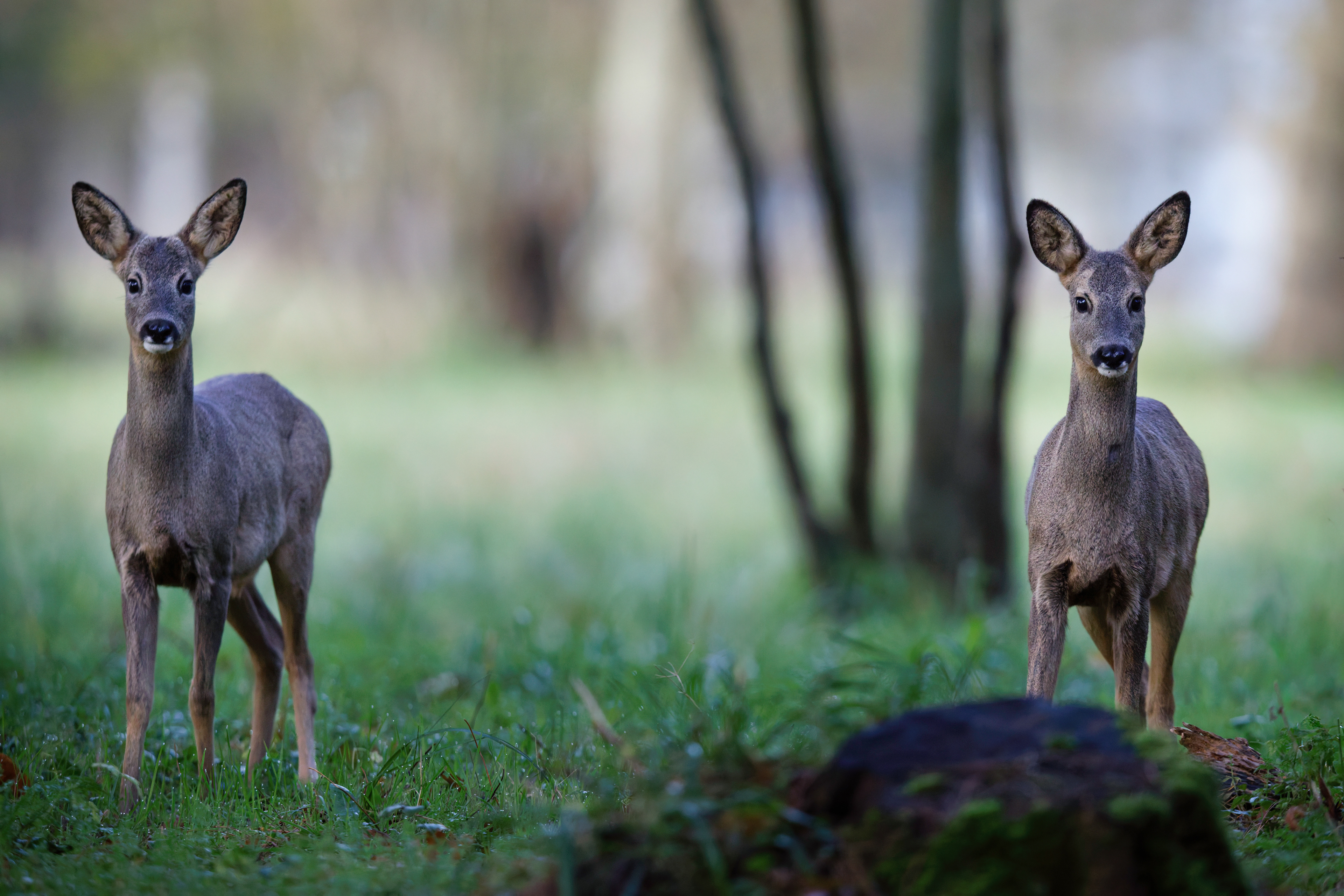 Jeunes brocards (Chevreuil d'Europe mâle)