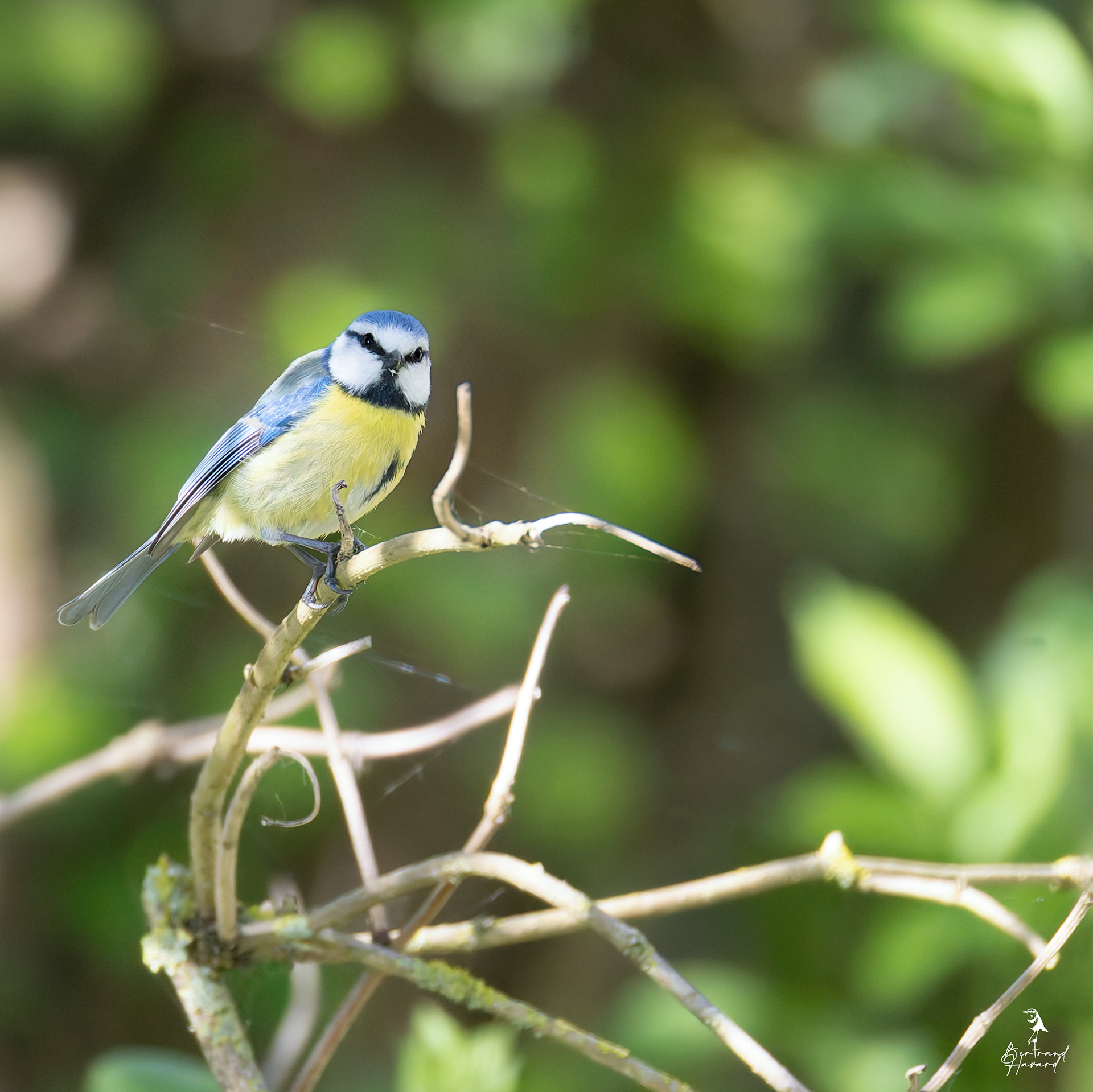 Mésange bleue