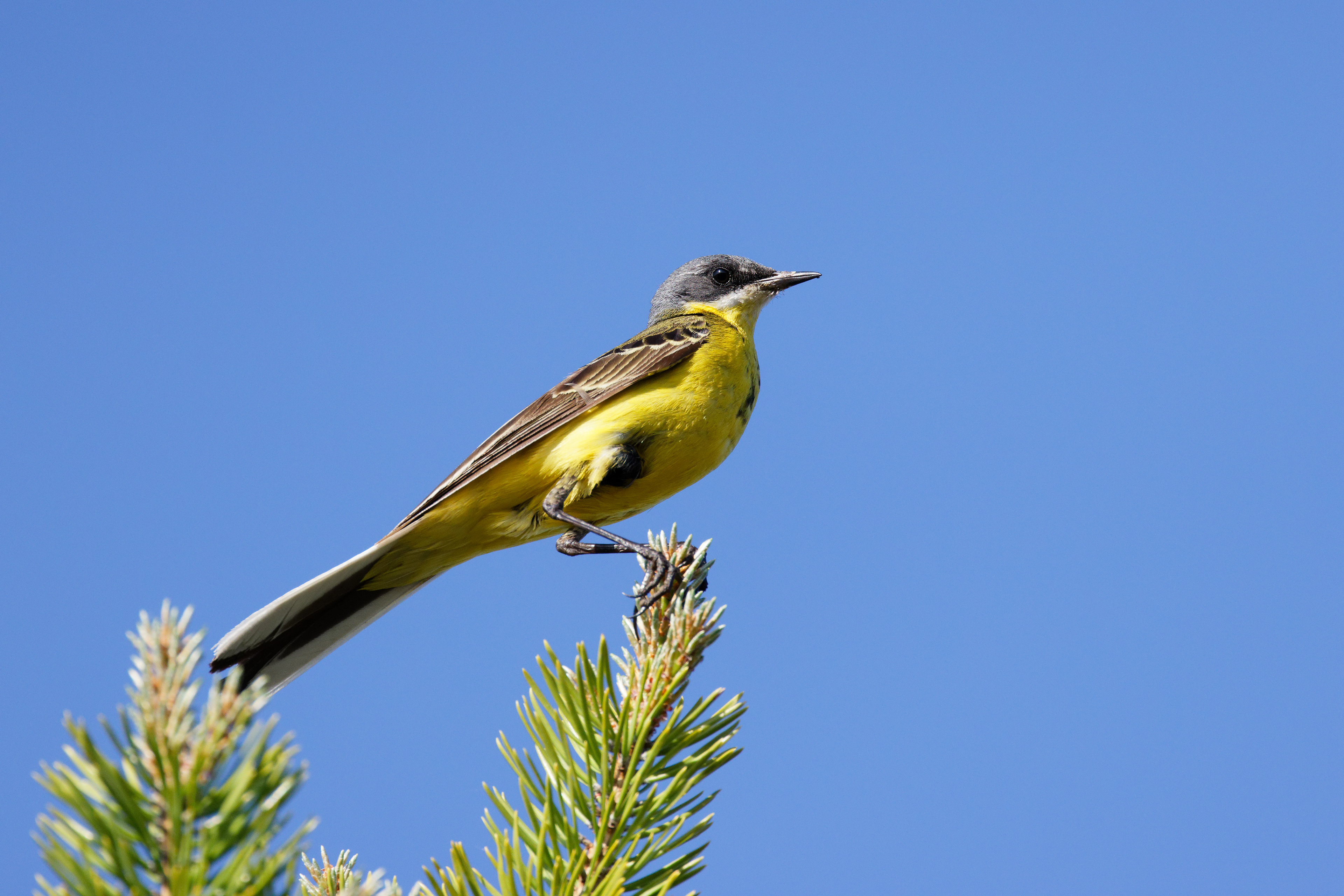 Bergeronnette printanière