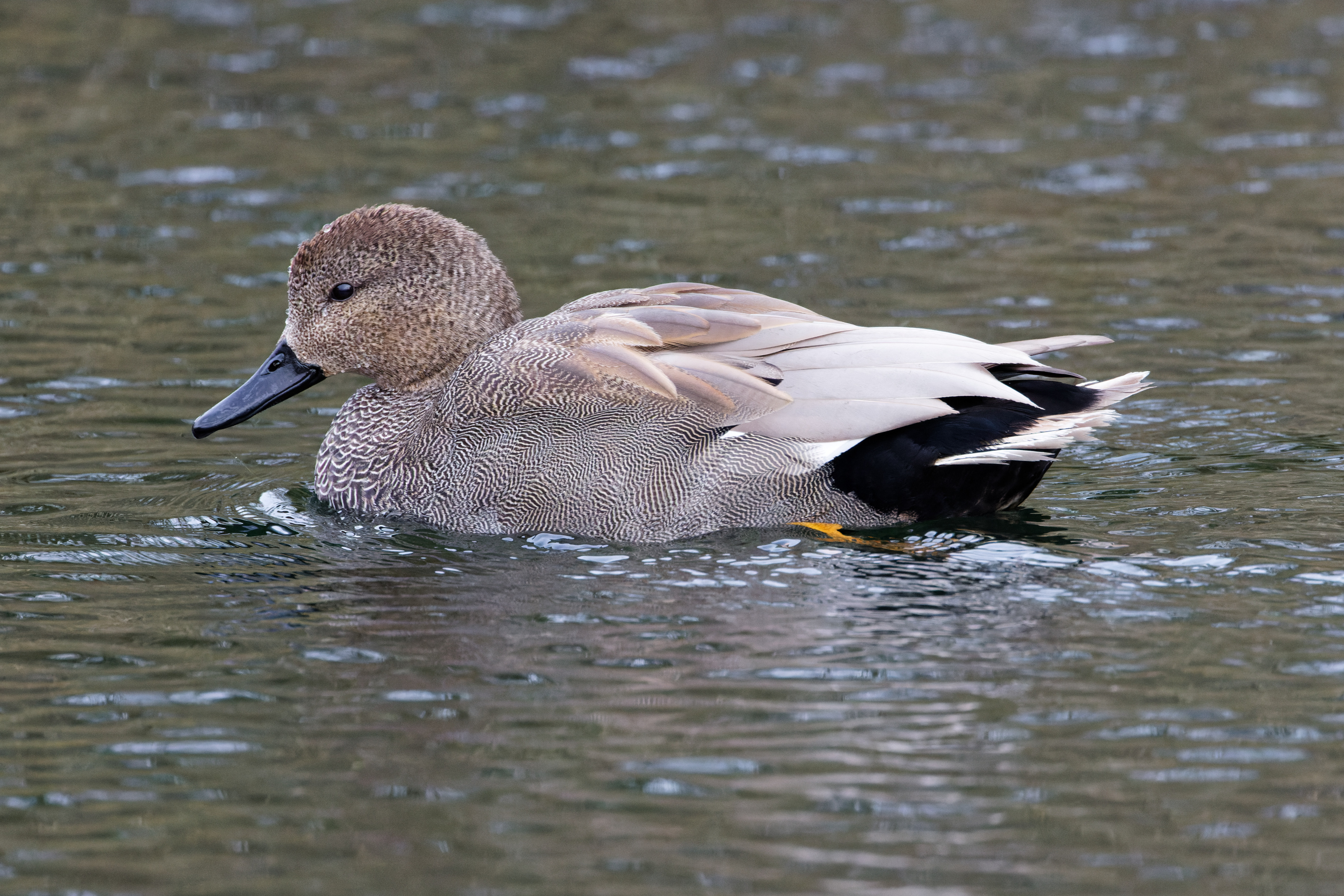 Canard chipeau