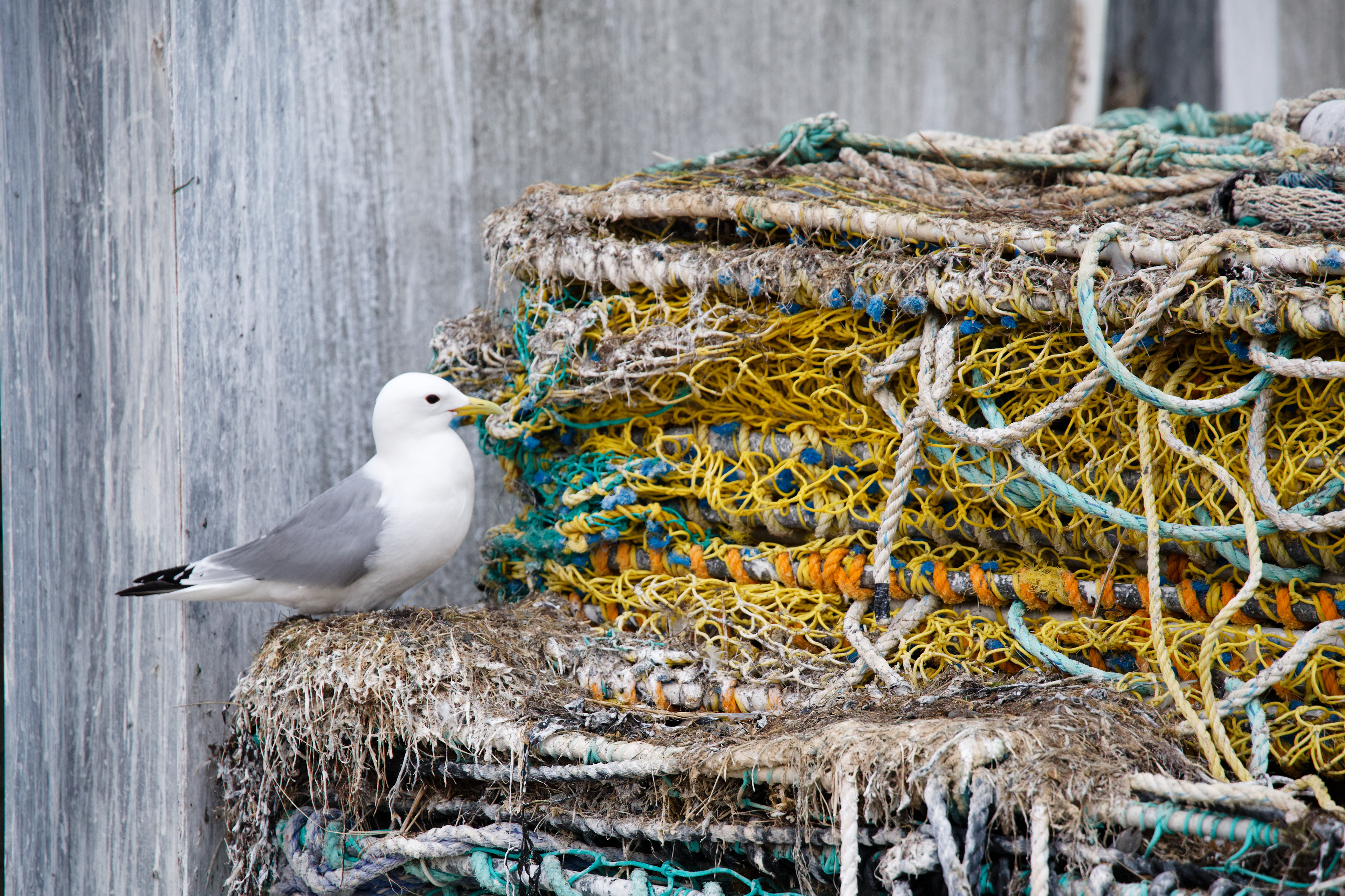 Mouette tridactyle