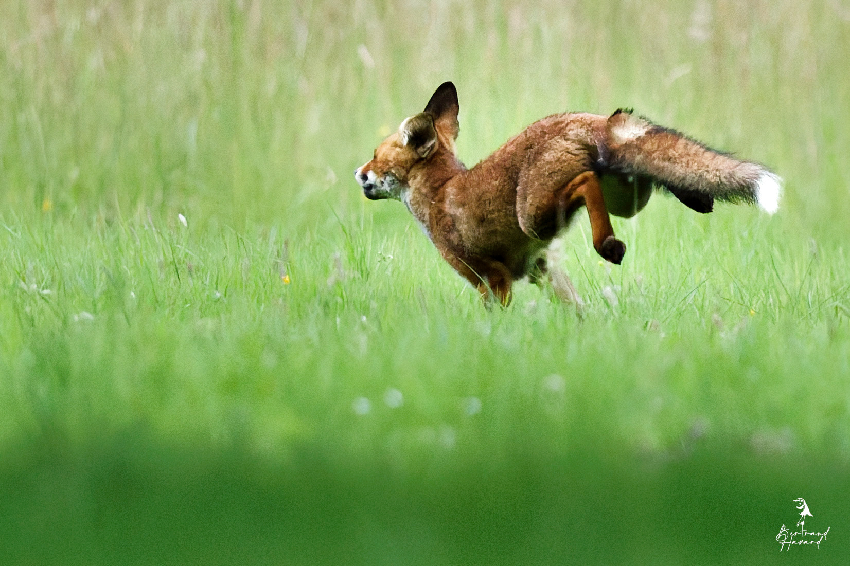 Renard roux
