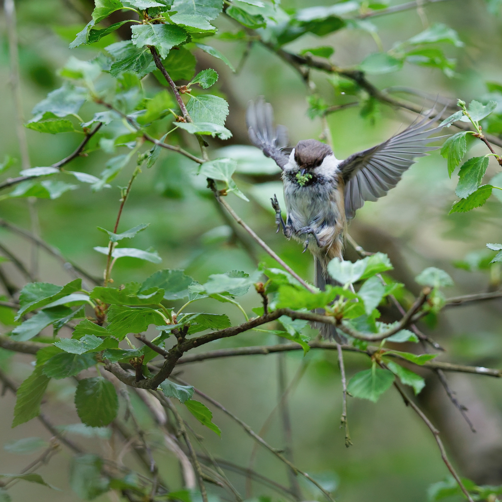 Mésange lapone