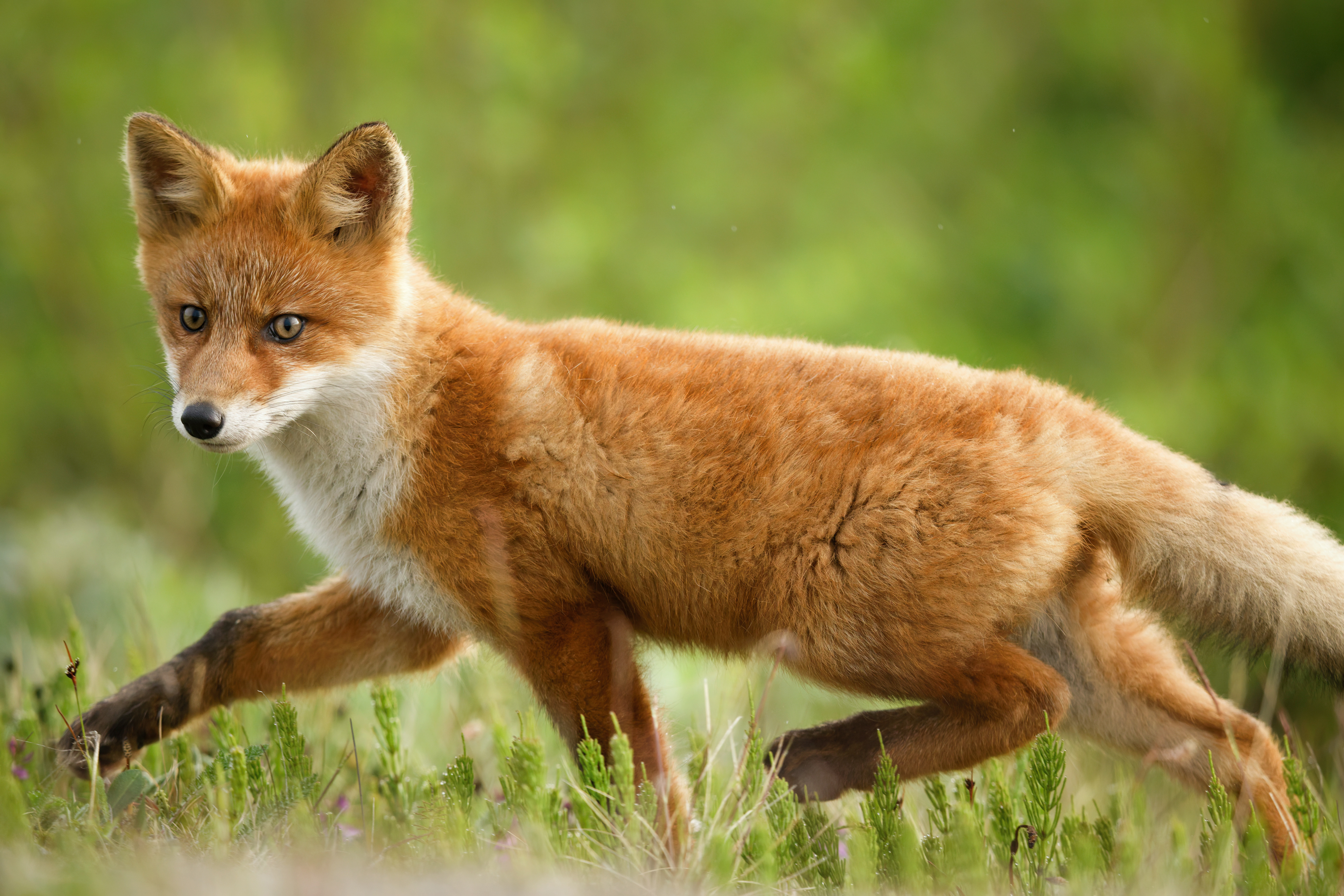 Renard roux (jeune)