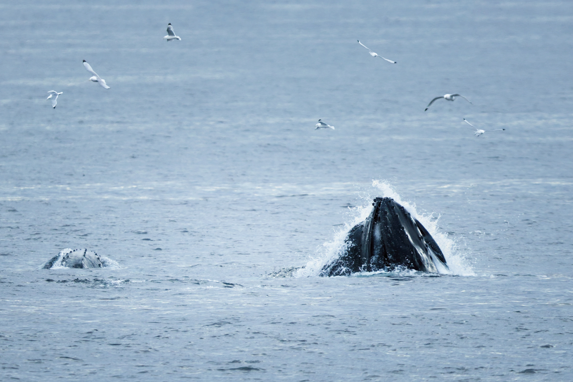 Baleine à bosses