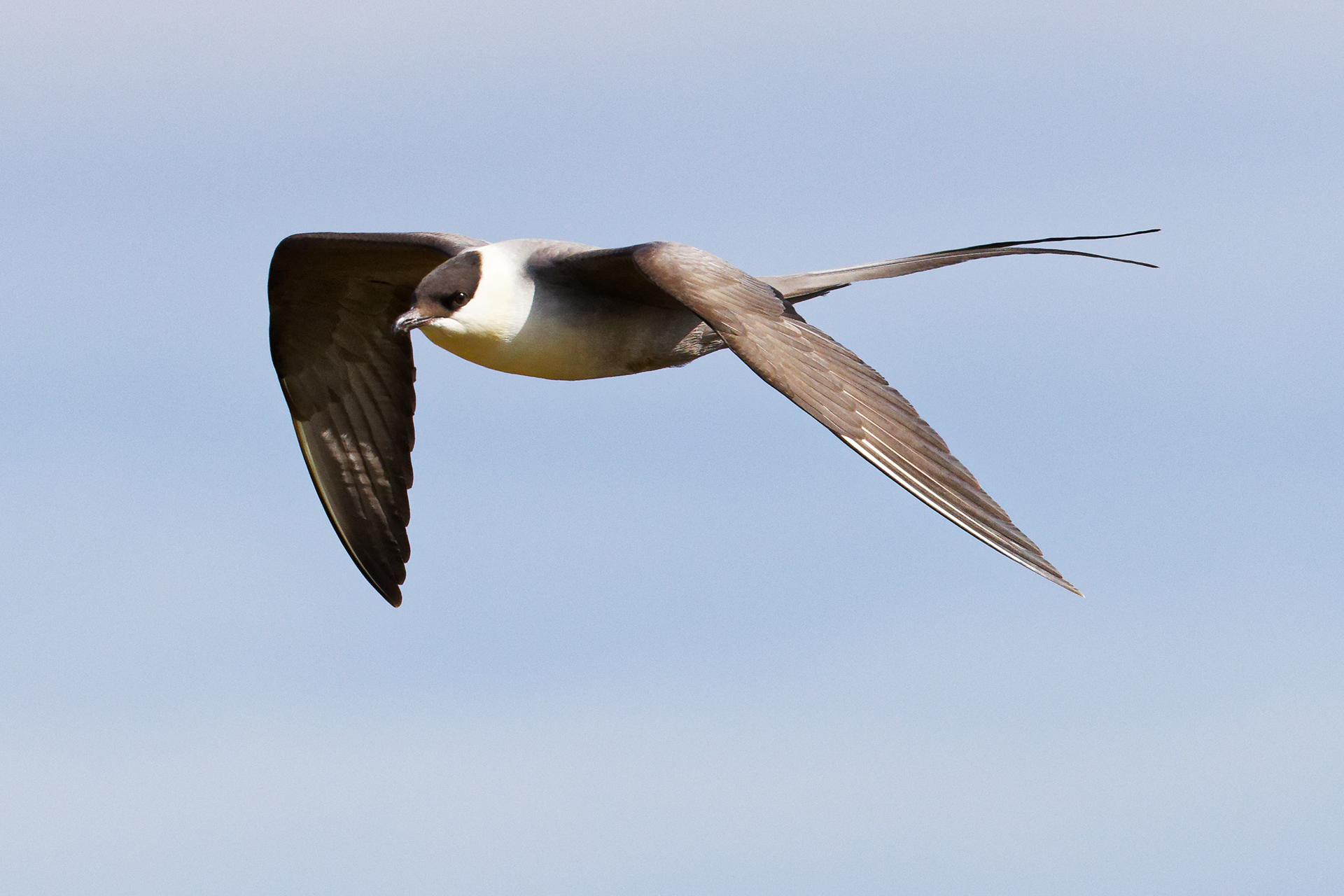 Labbe à longue queue