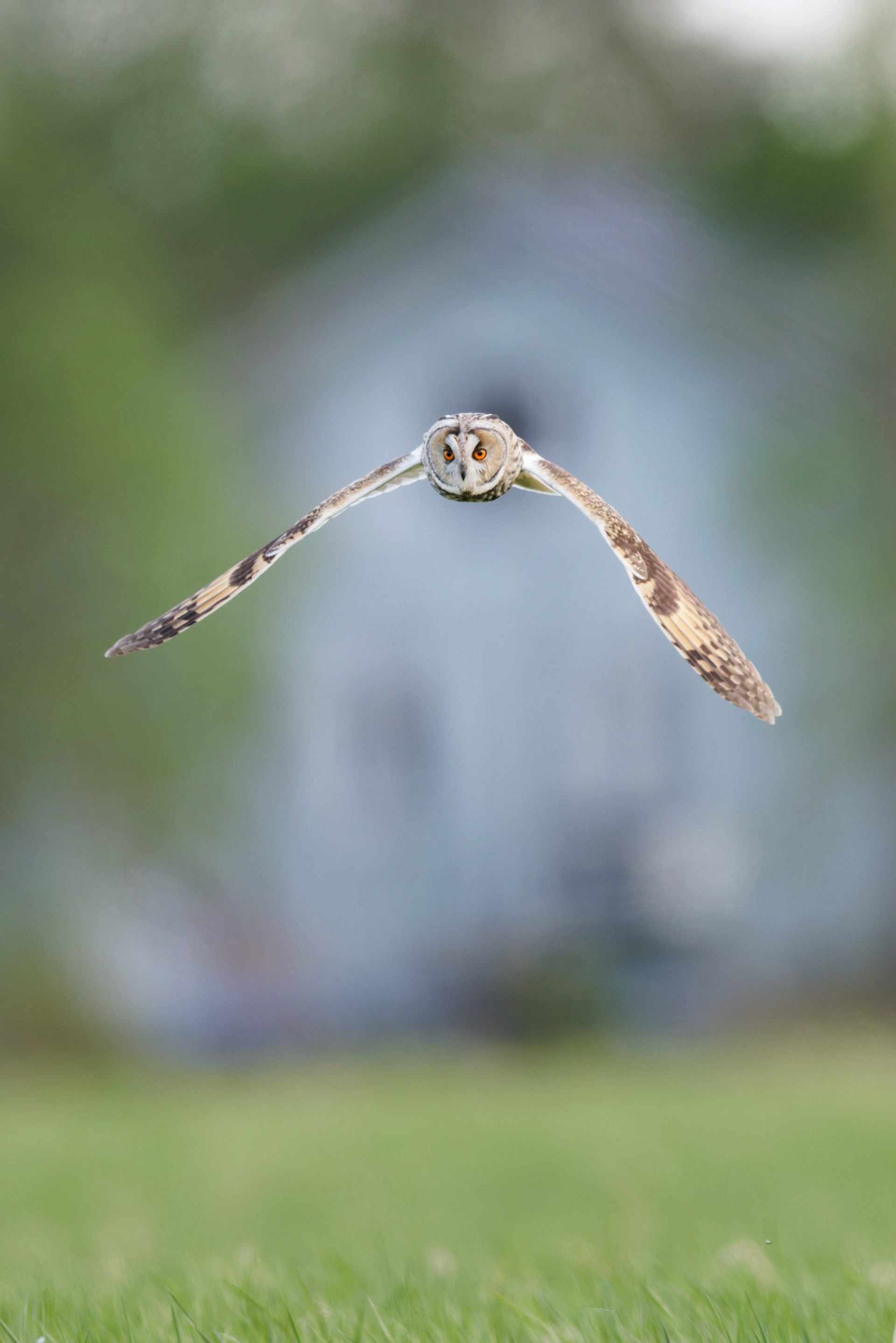 Hibou moyen-duc