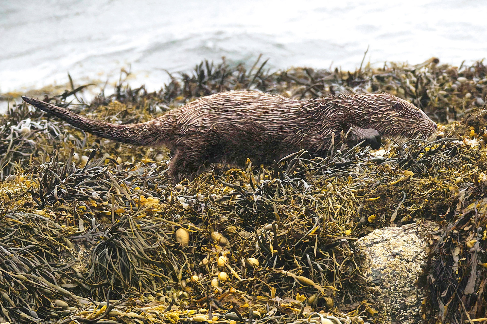 Loutre d'Europe