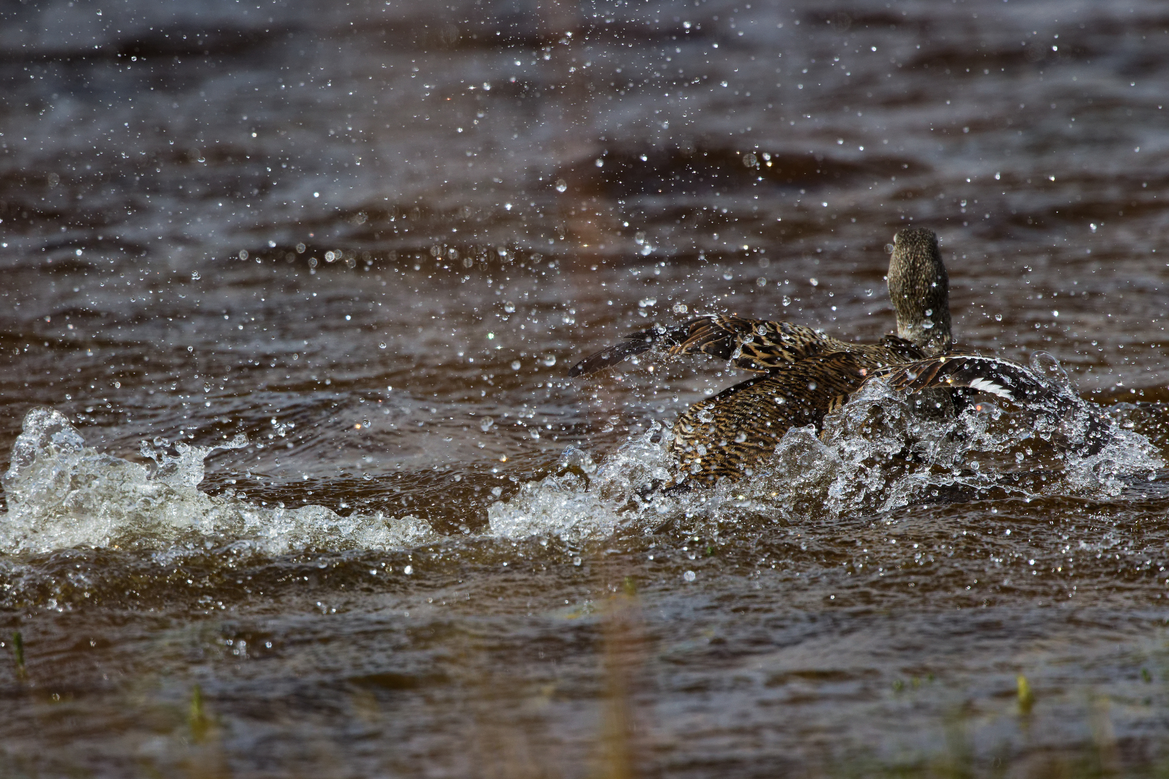 Eider à duvet femelle