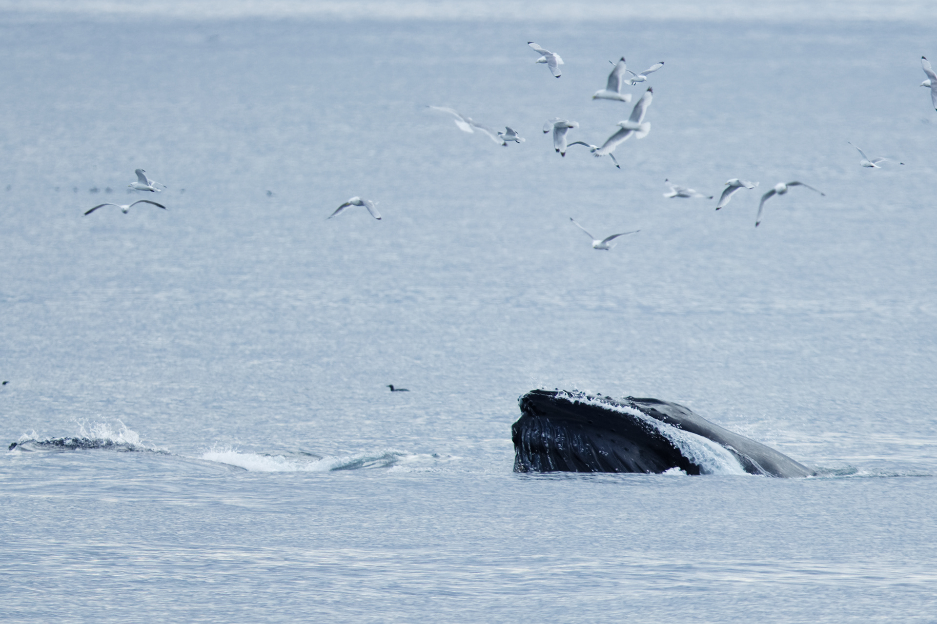 Baleine à bosses