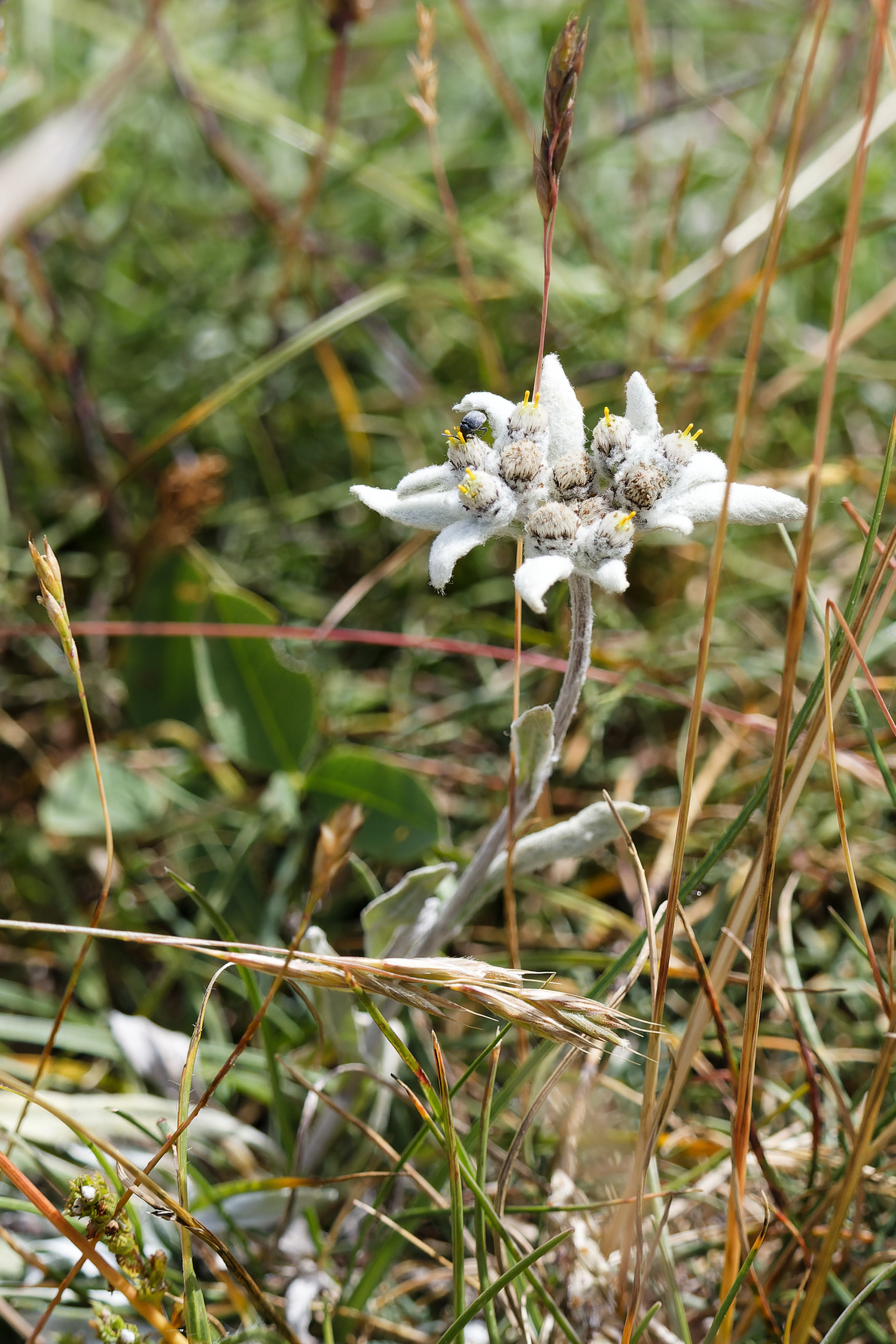 Edelweiss