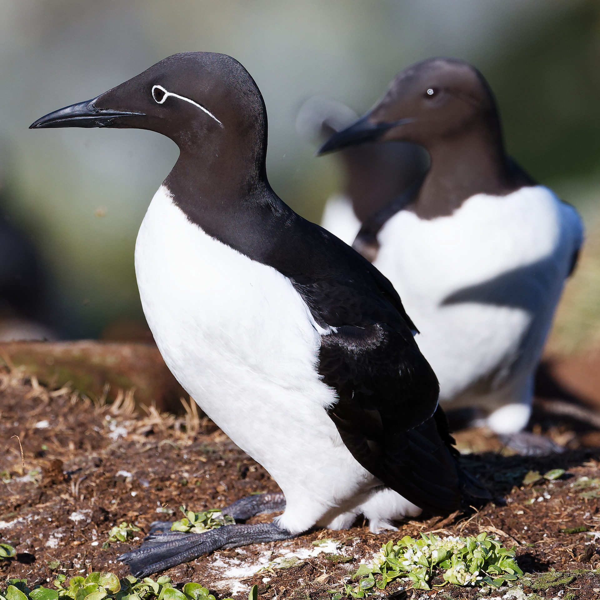 Guillemot de Troïl