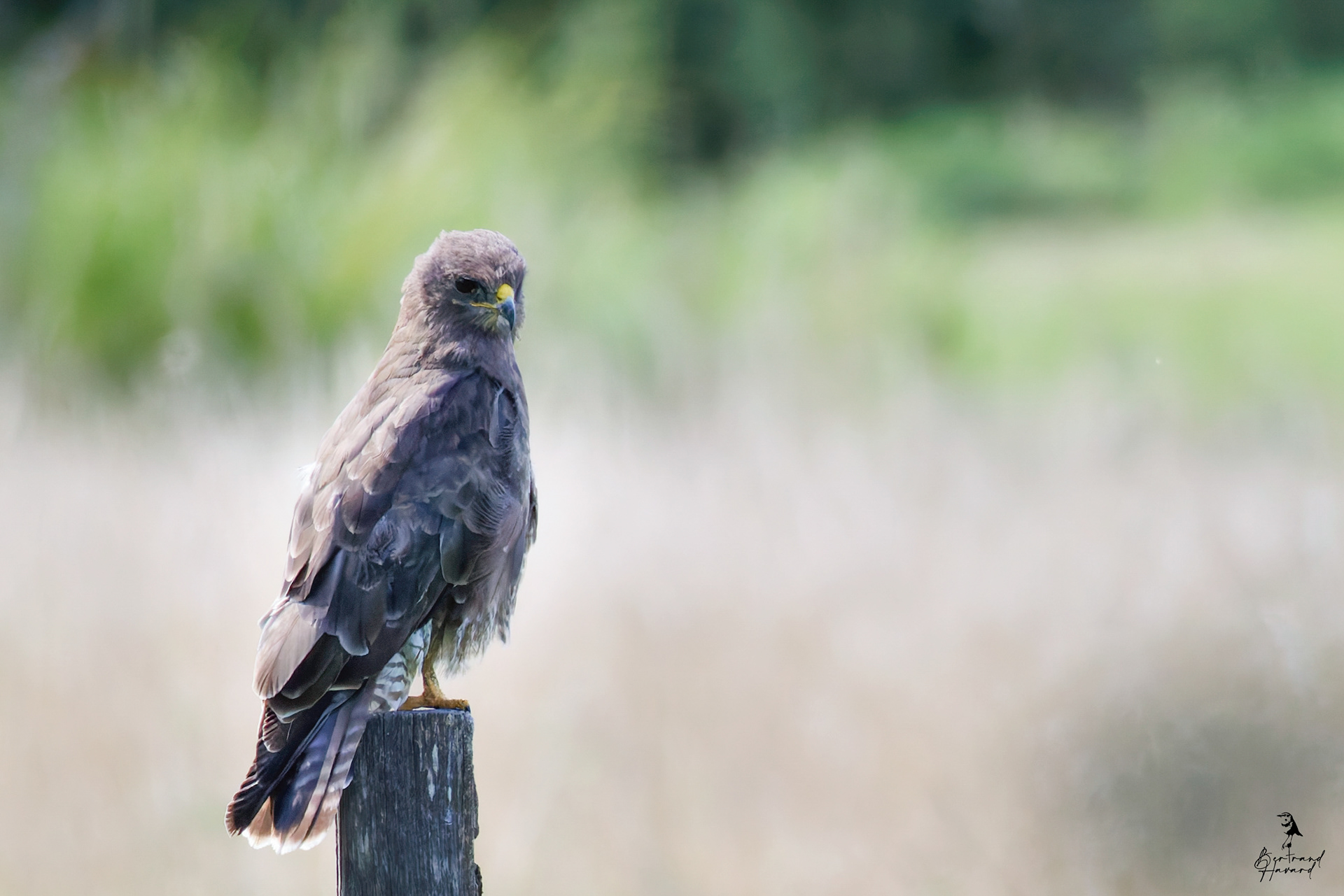 Buse variable