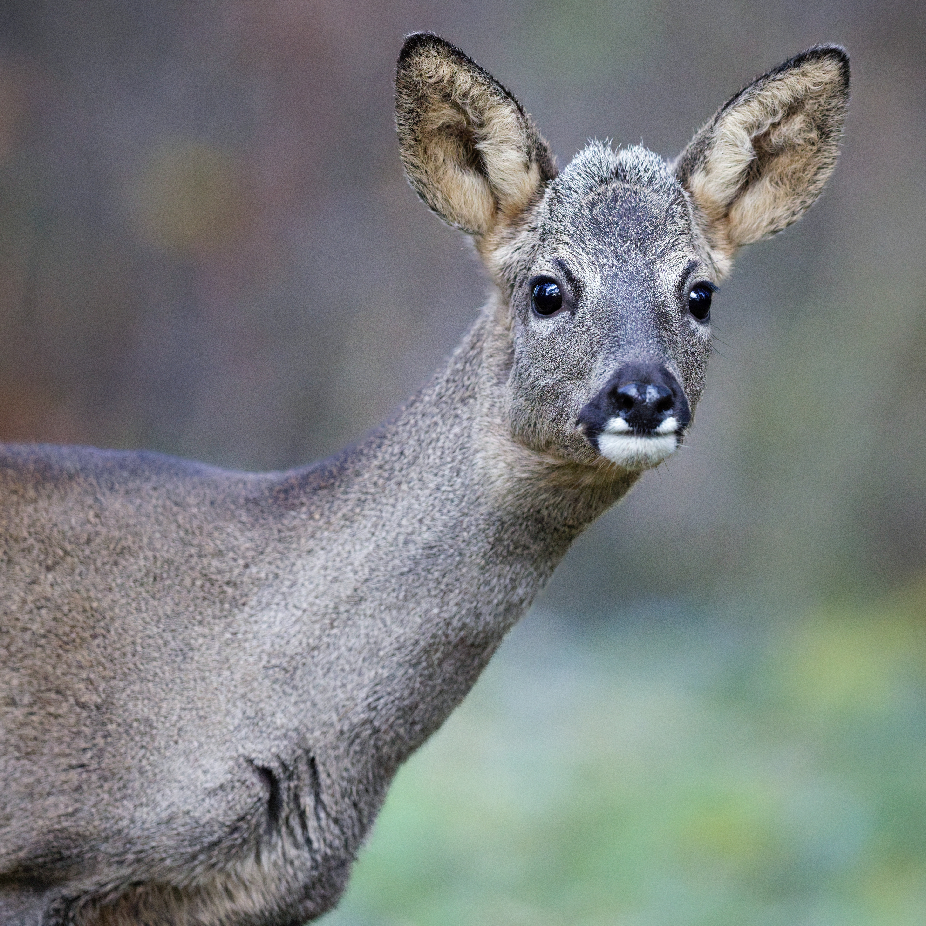 Jeune brocard (Chevreuil d'Europe mâle)