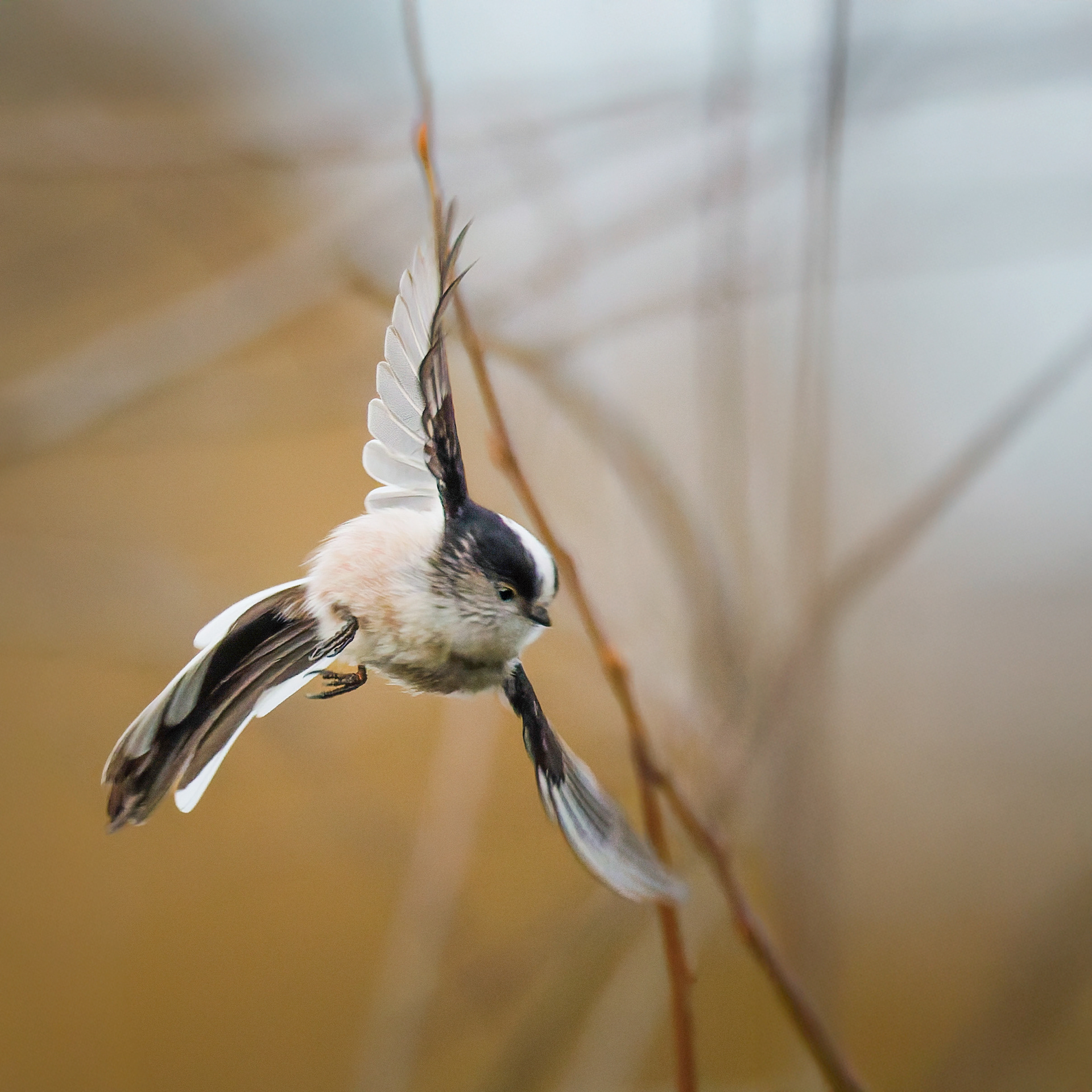 Orite à longue queue