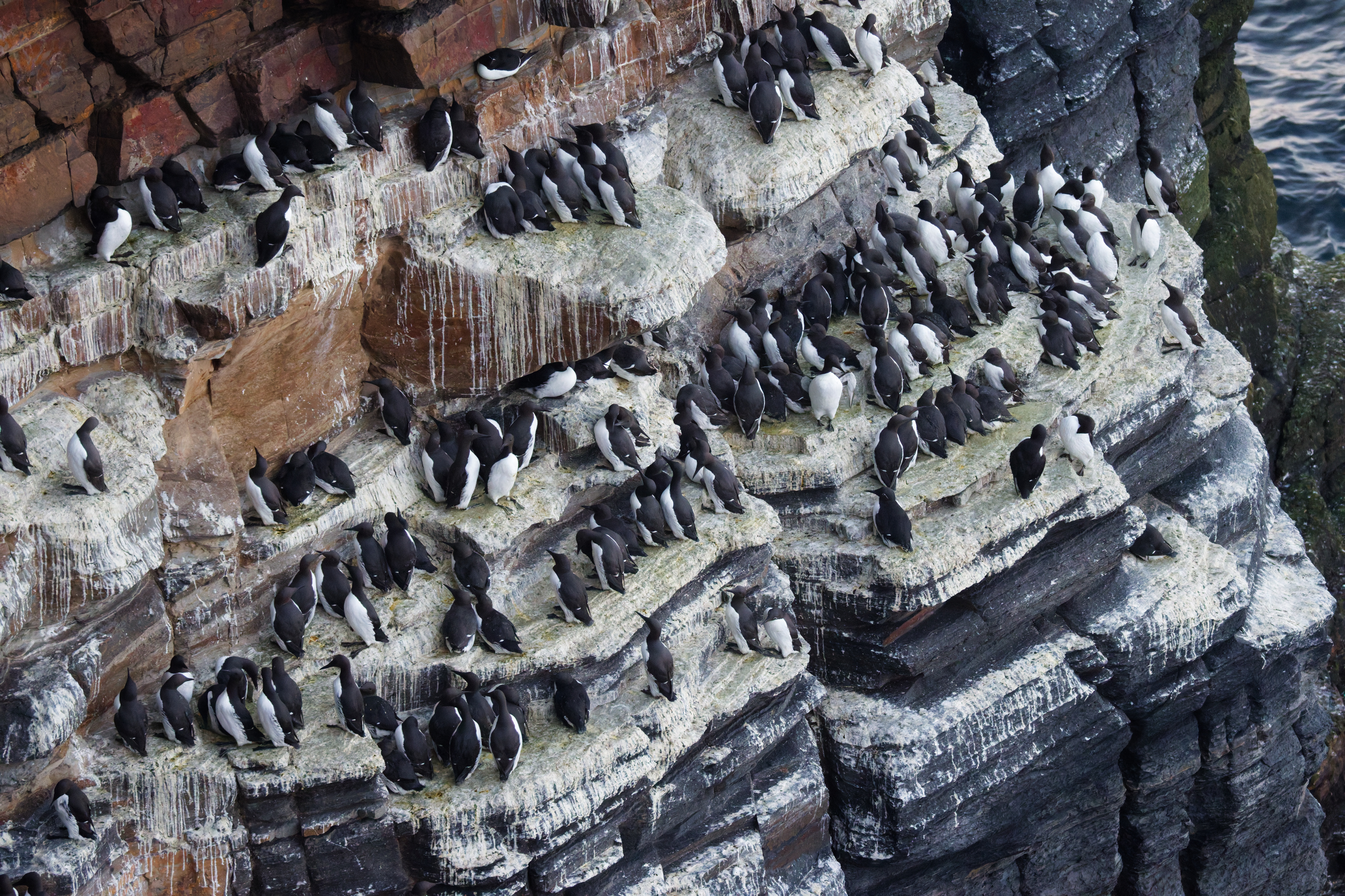 Guillemots de Troil