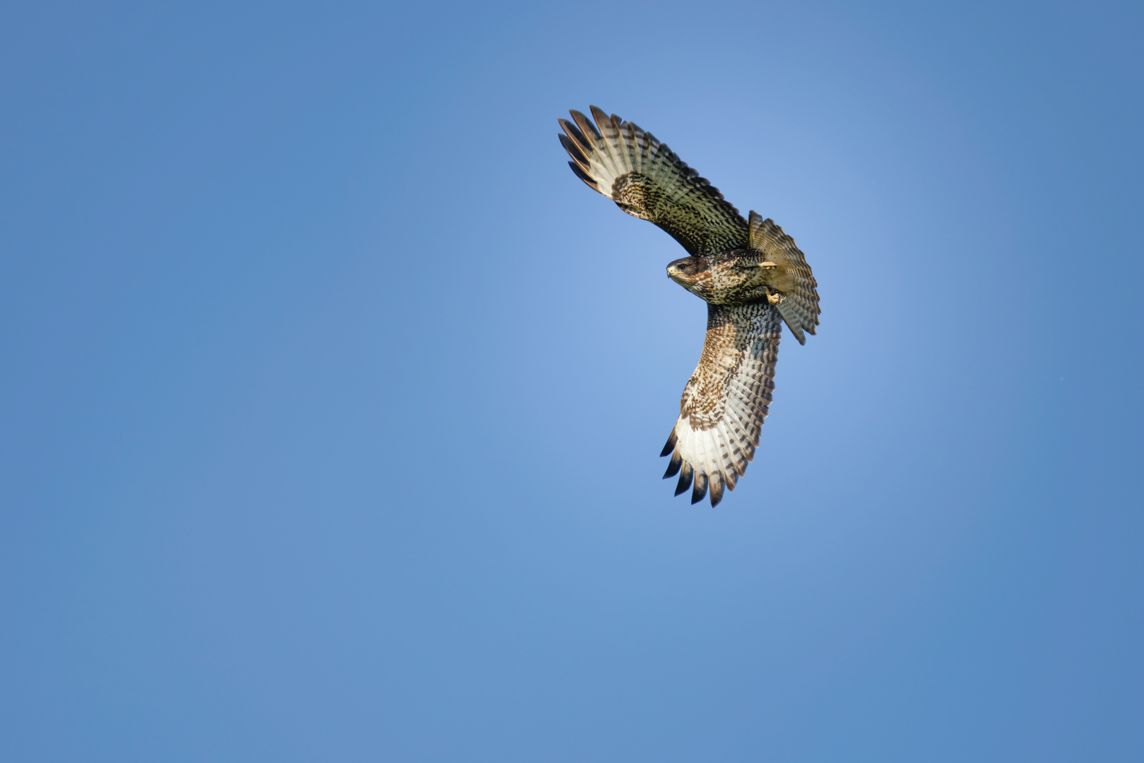 Buse variable