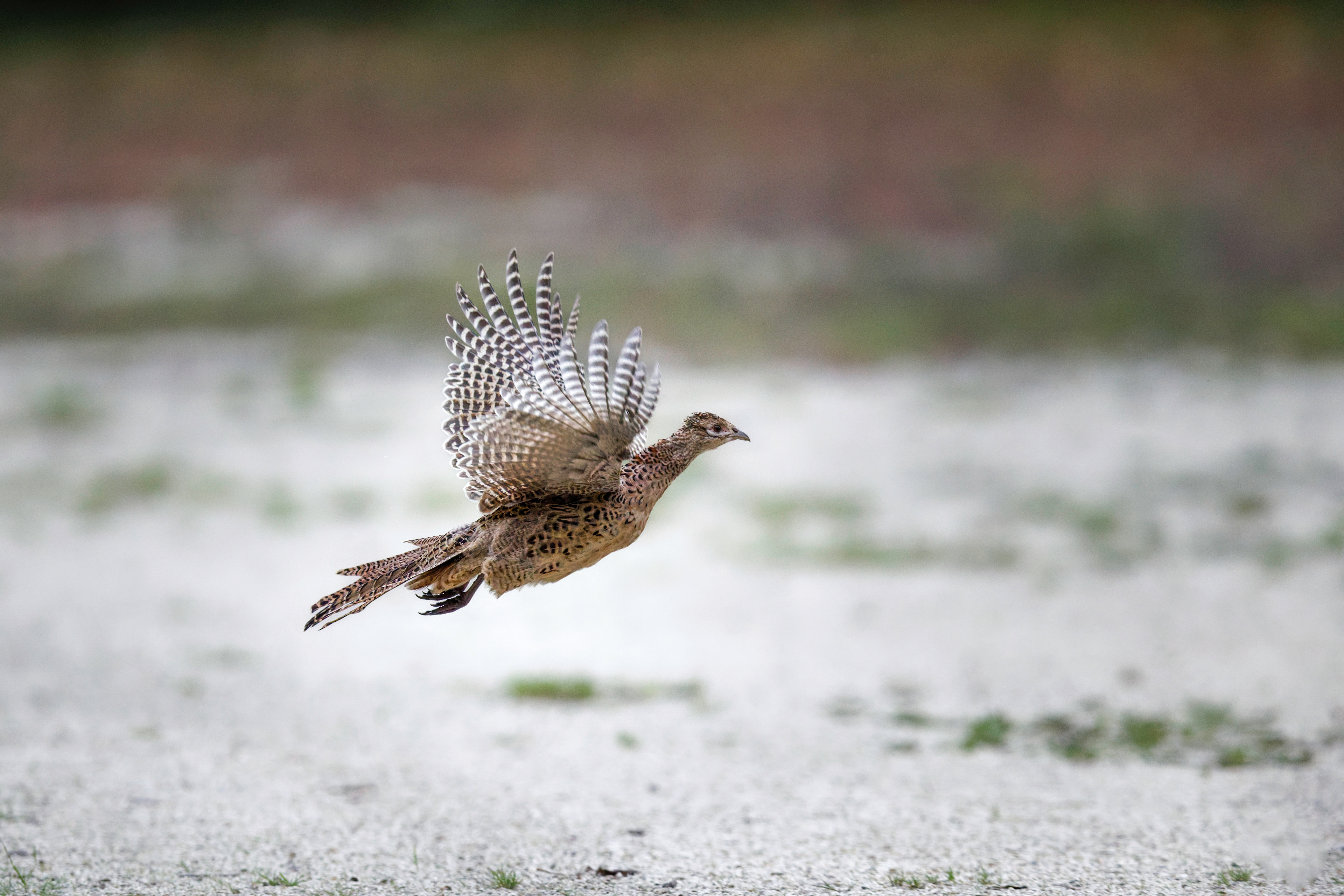 Faisan de Colchide femelle