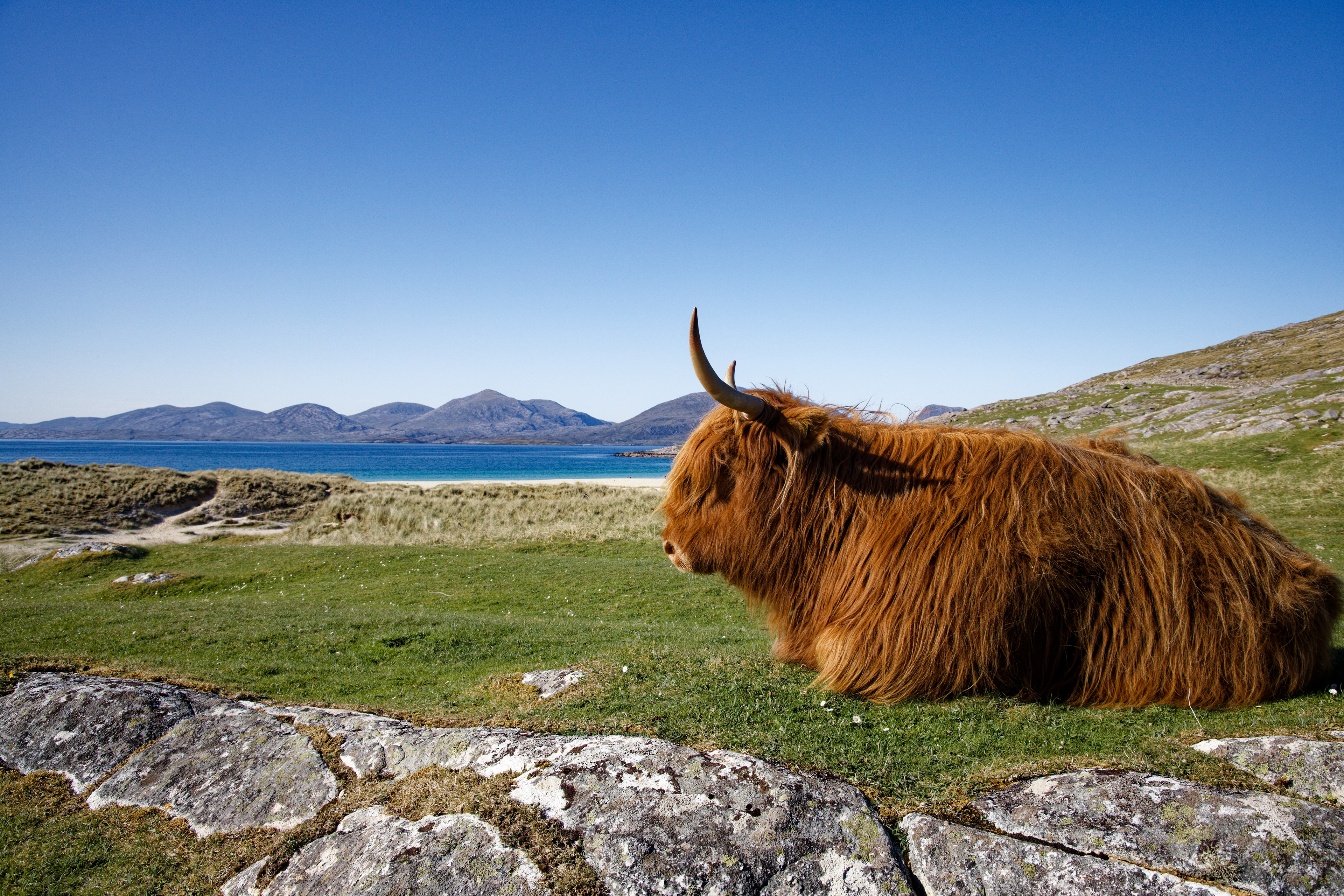 Vache des Highlands