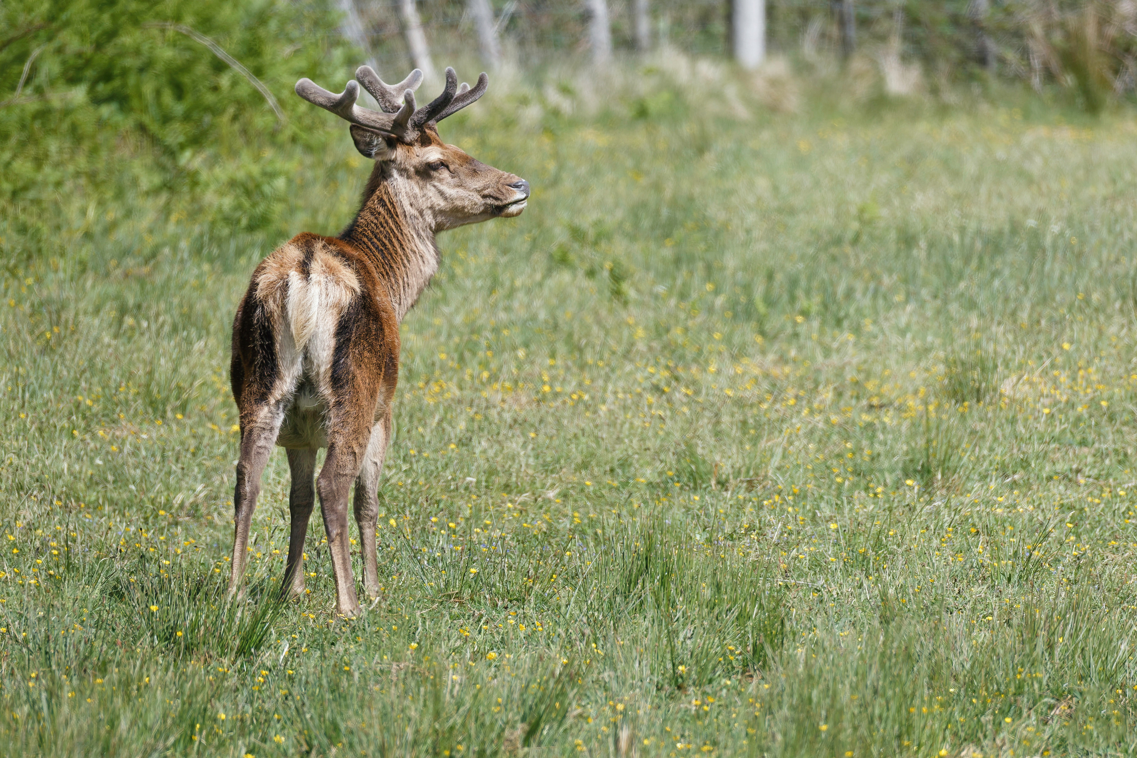Cerf élaphe