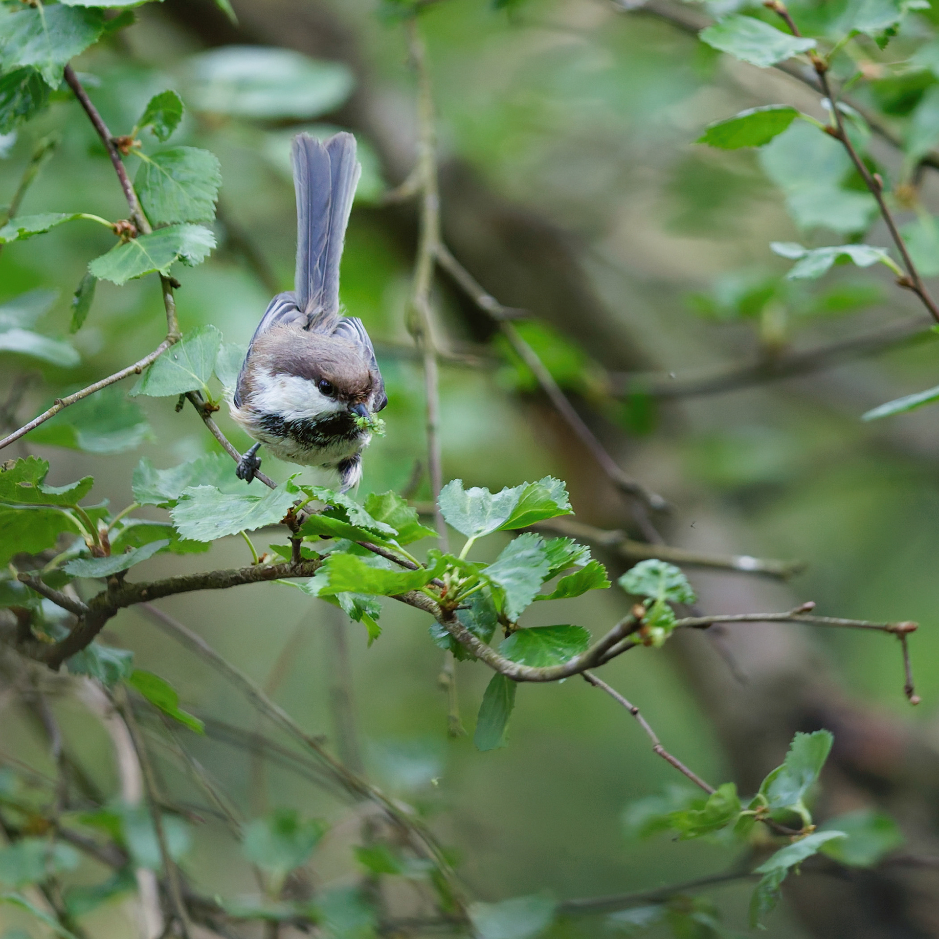 Mésange lapone