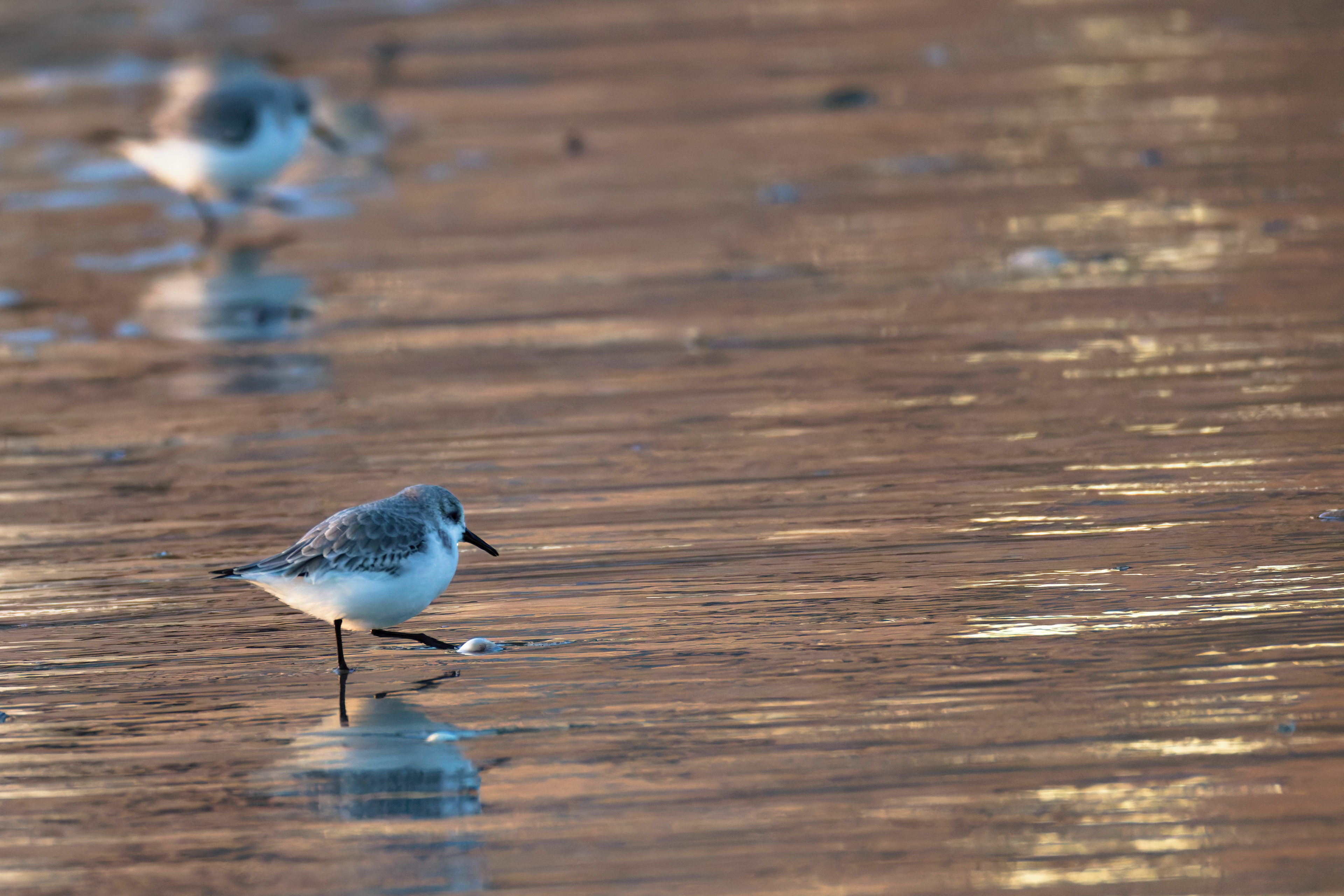 Bécasseau Sanderling