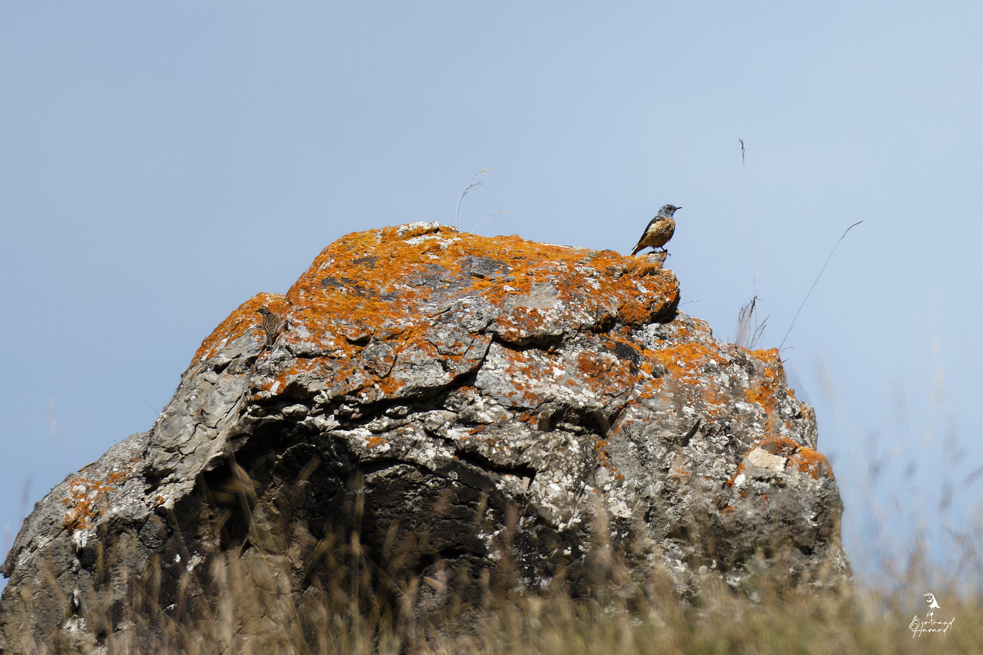 Monticole des roches