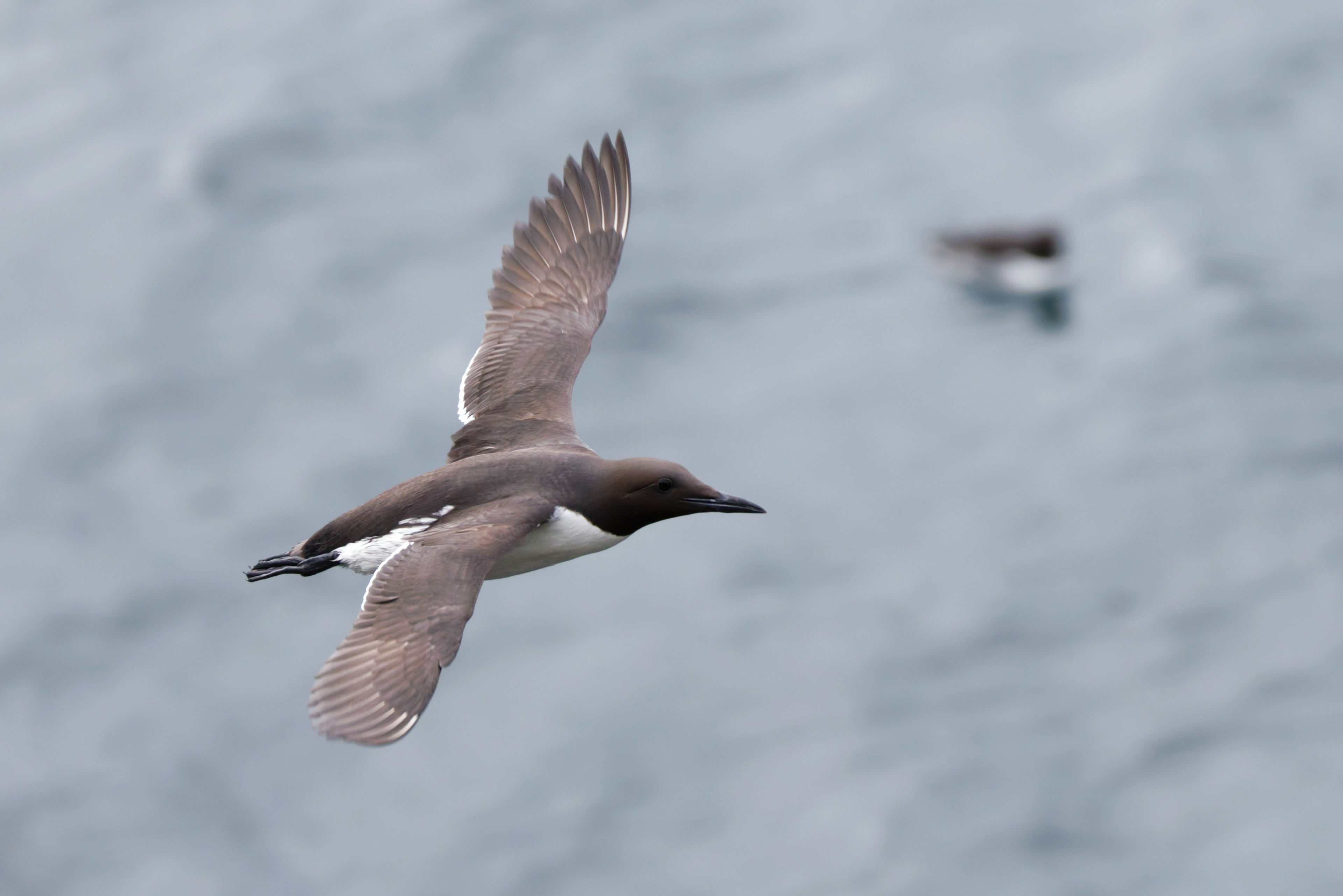 Guillemot de Troil