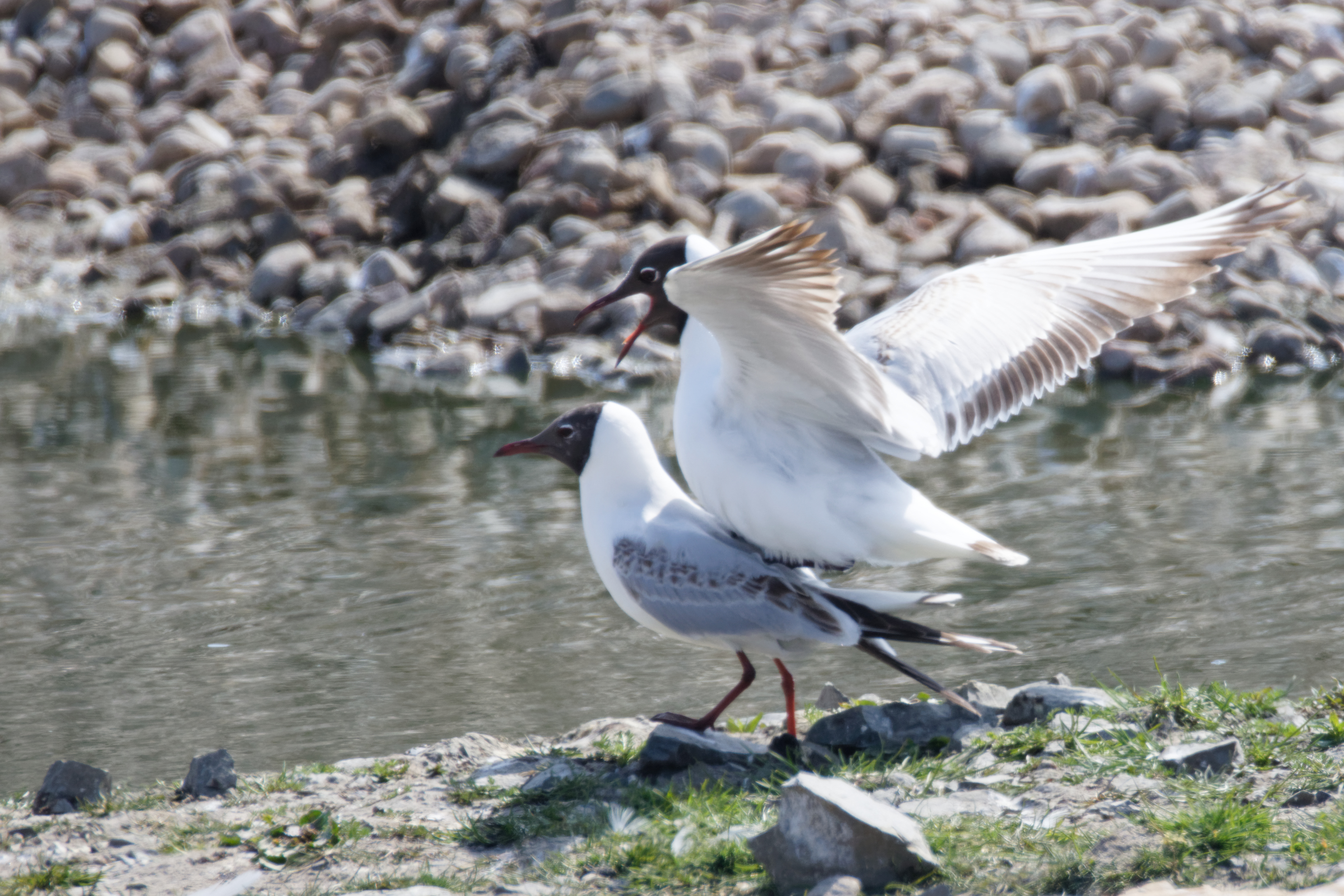 Mouette rieuse