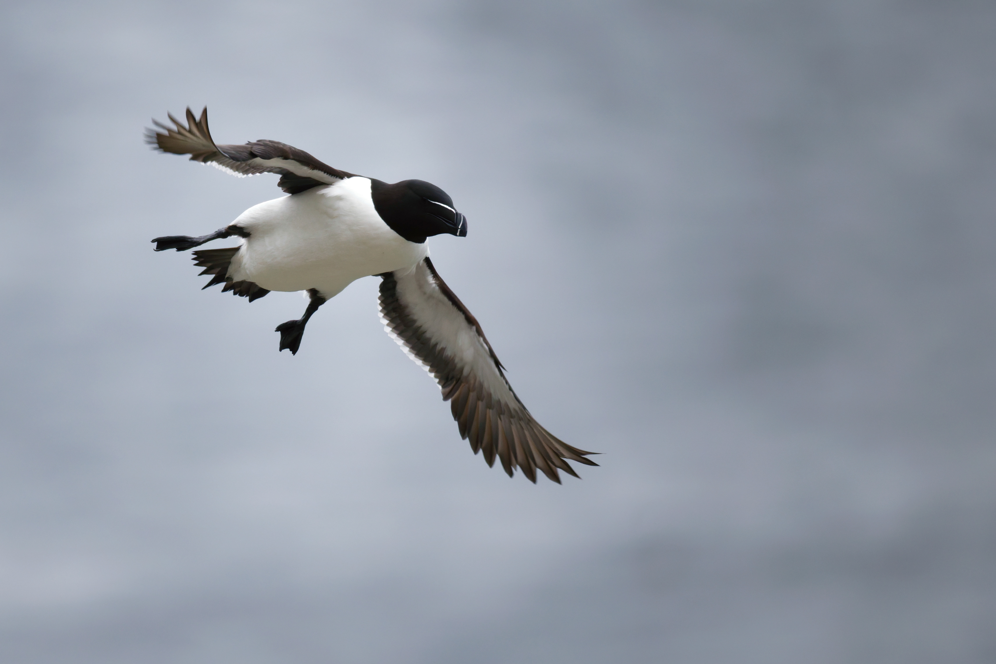 Pingouin torda
