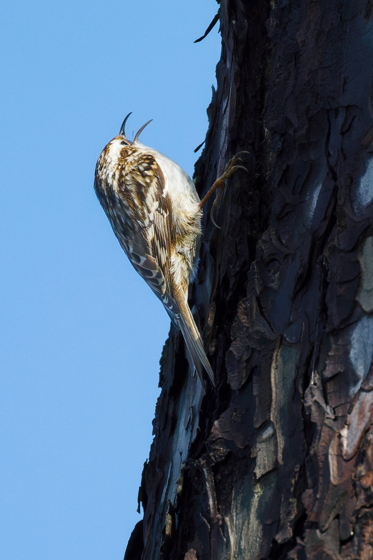 Grimpereau des jardins