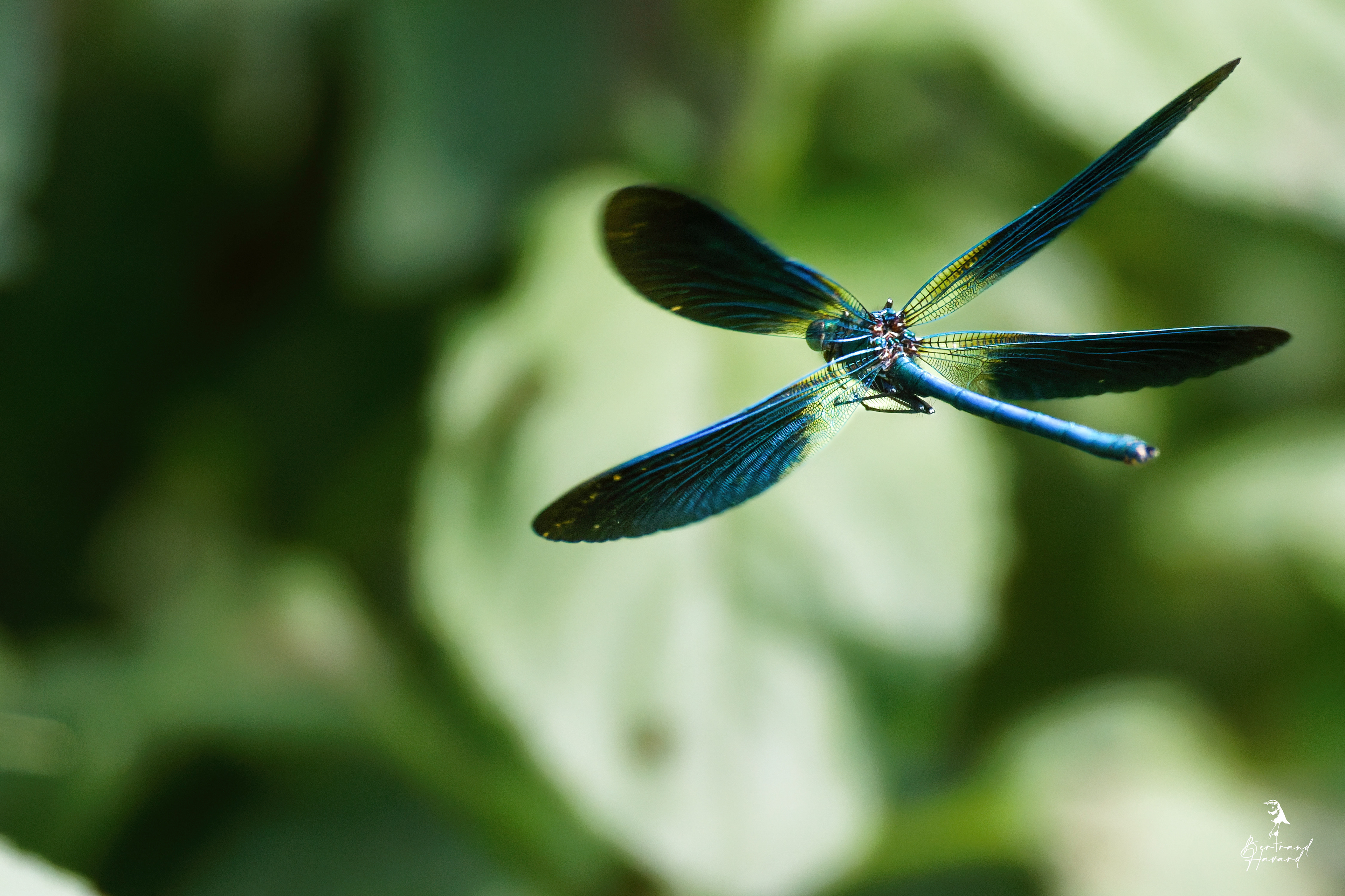 Libellule (caleopterix virgo)