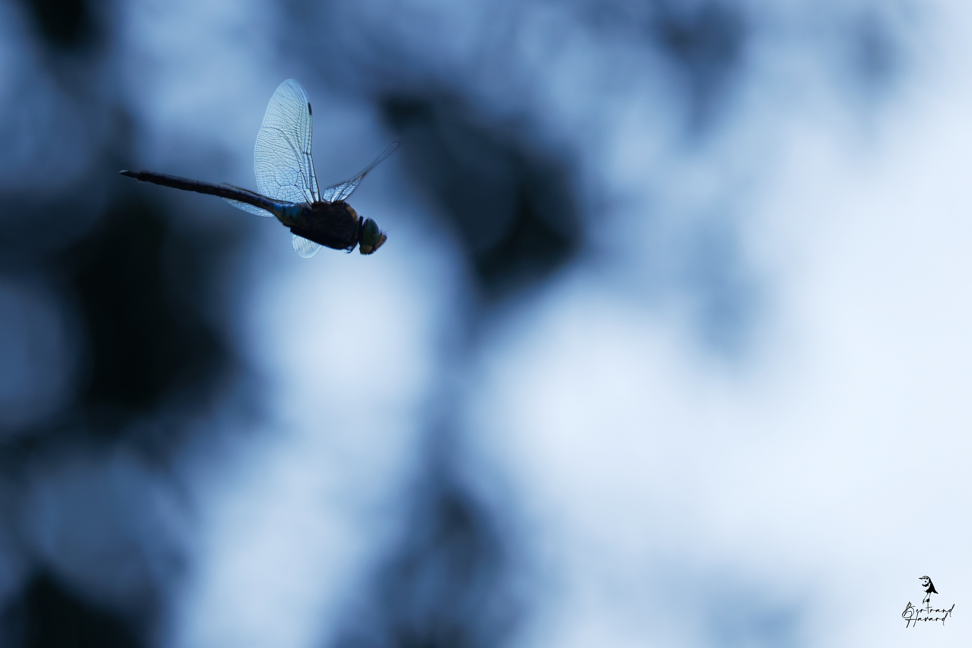 libellule (Orthétrum réticulé ?)