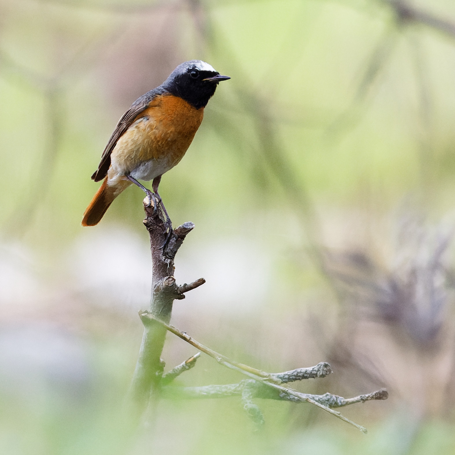 Rouge-queue à front blanc