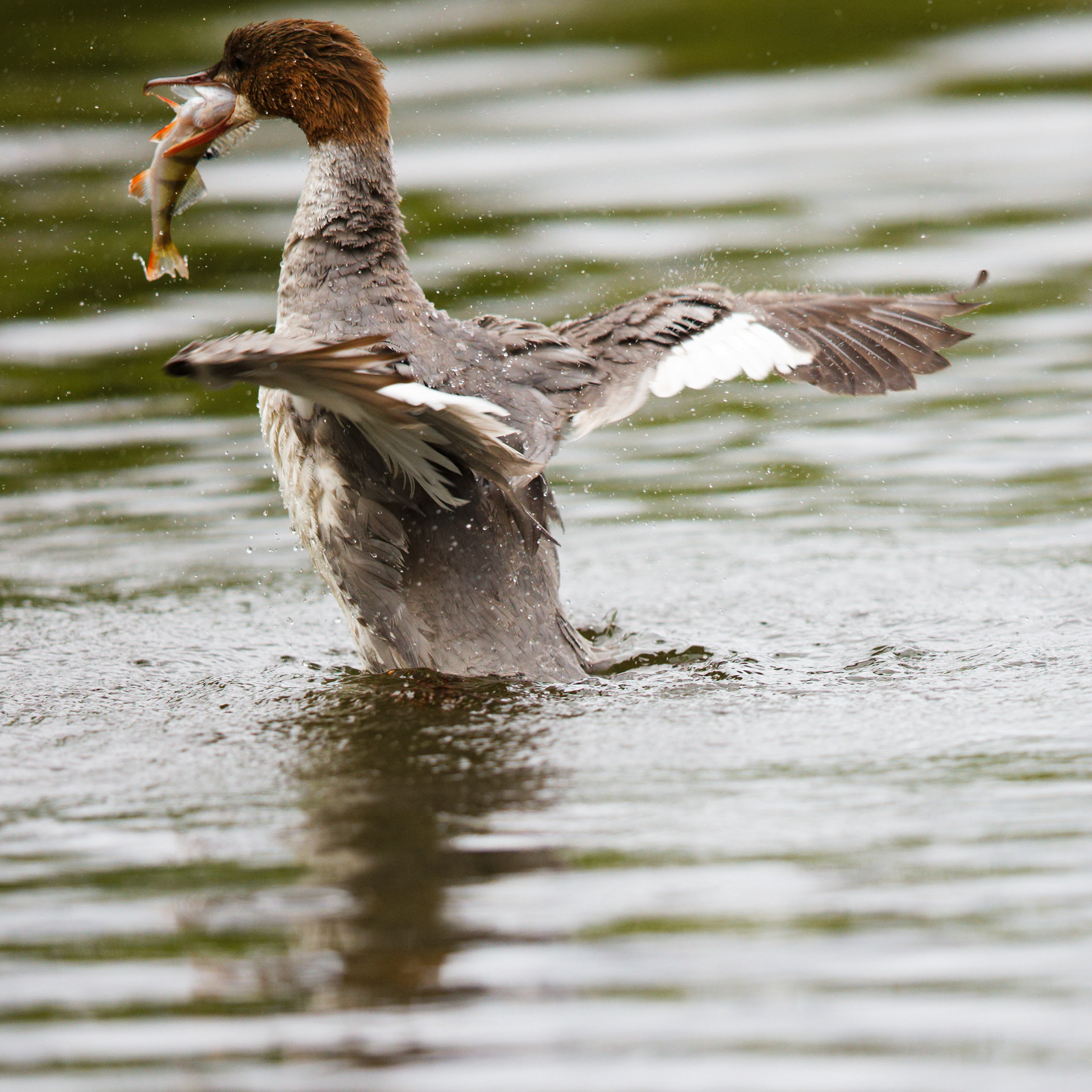 Harle bièvre femelle