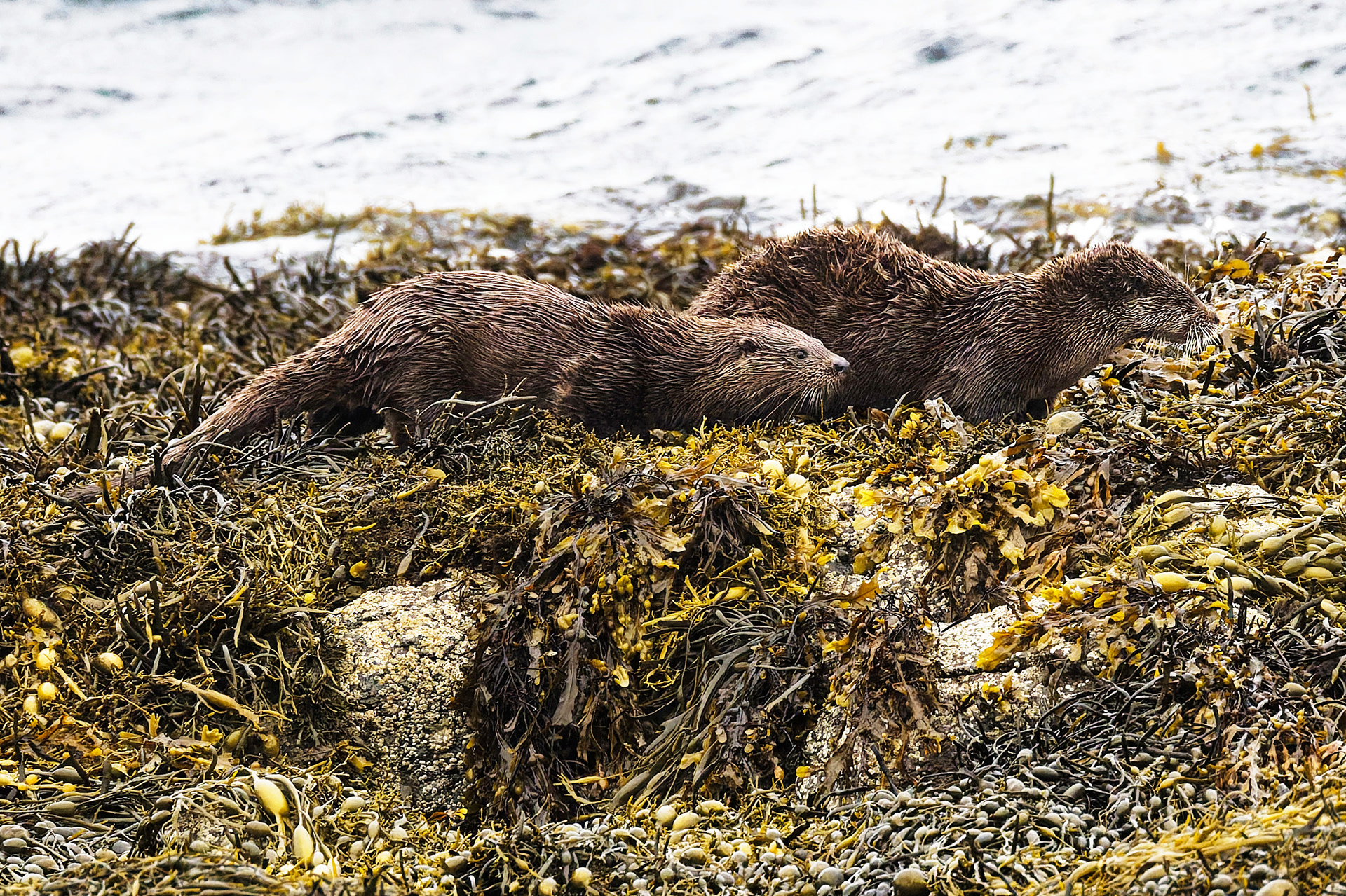 Loutre d'Europe