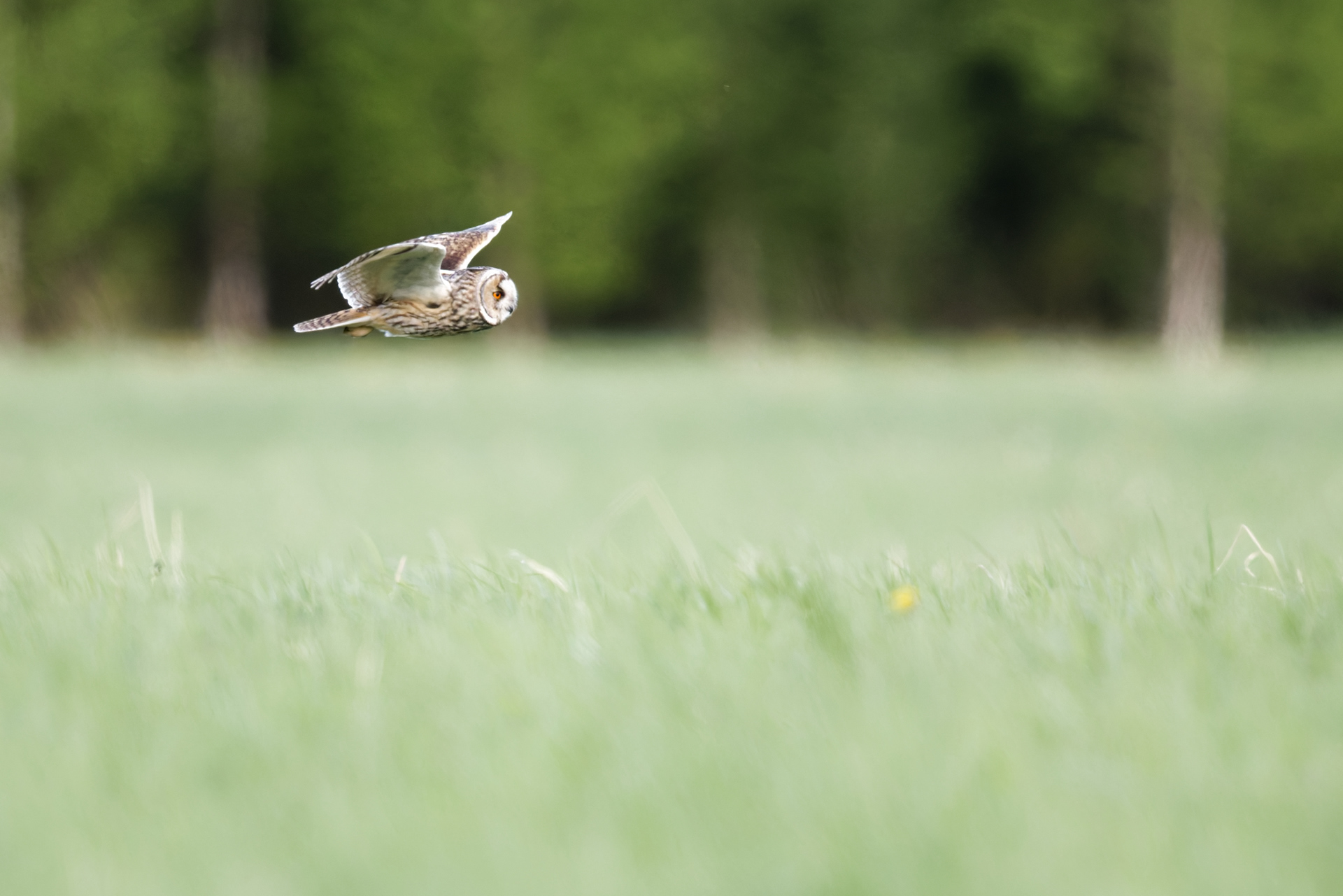Hibou moyen-duc