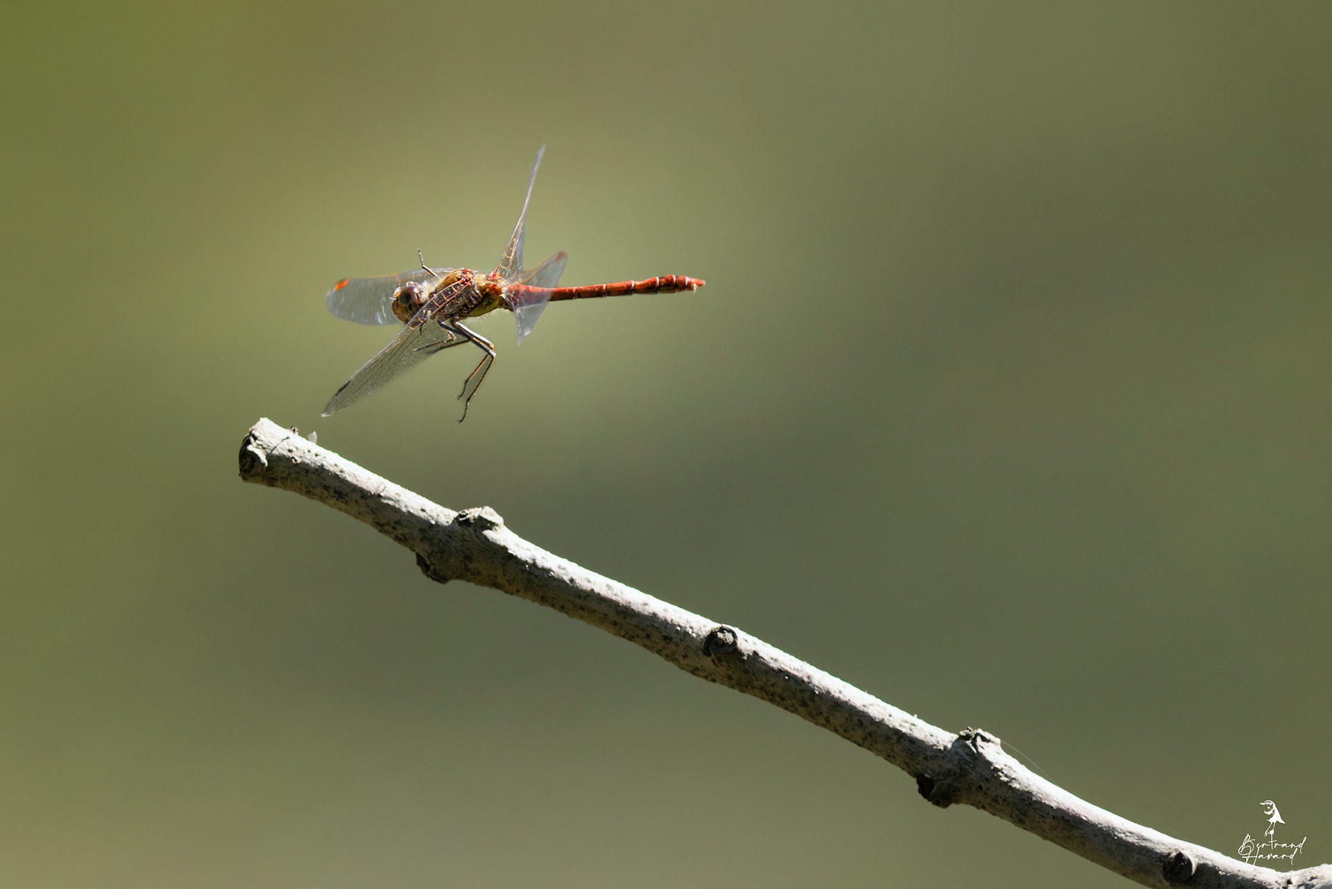 Sympetrum Striolatum