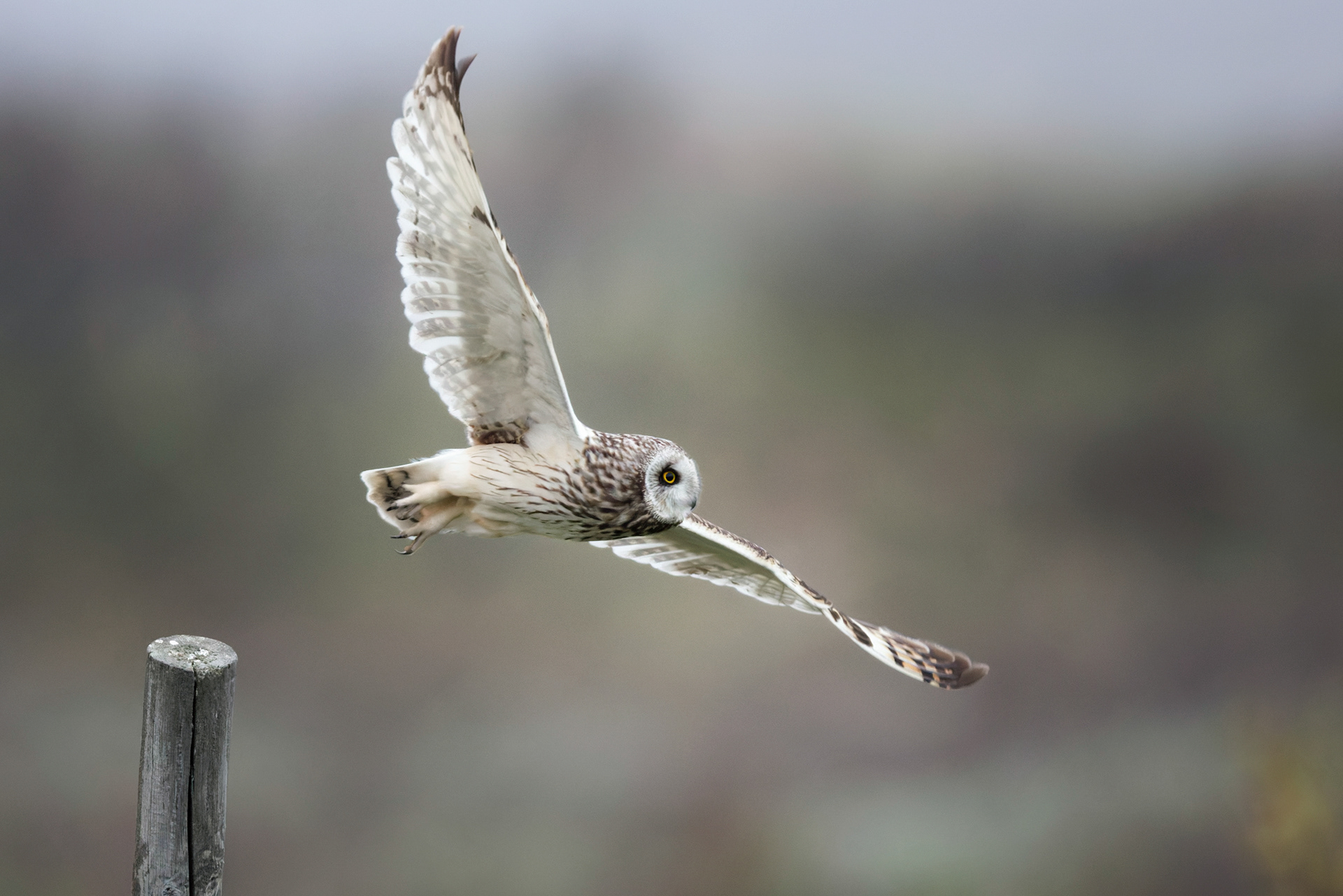 Hibou des marais