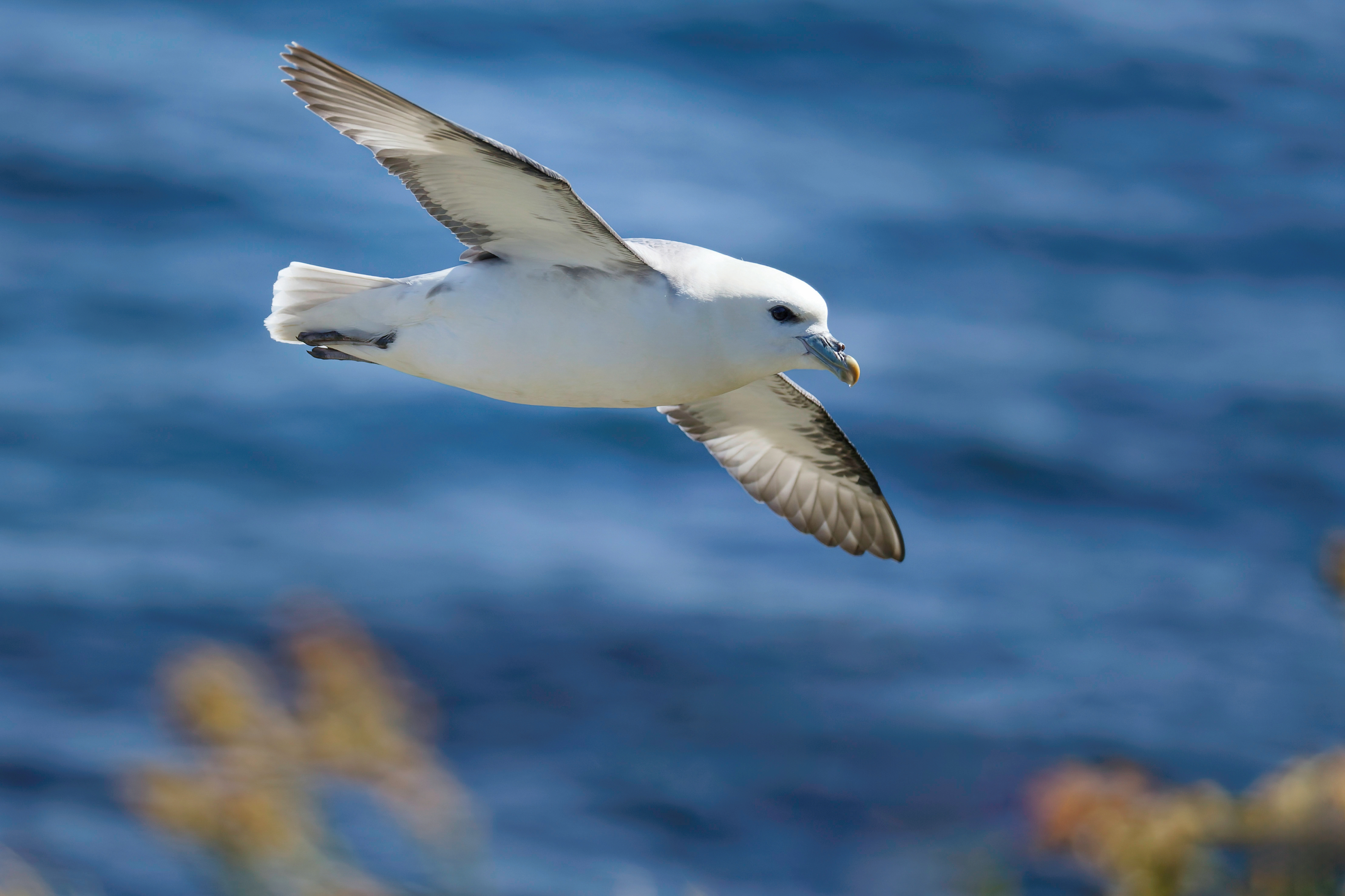 Fulmar boréal