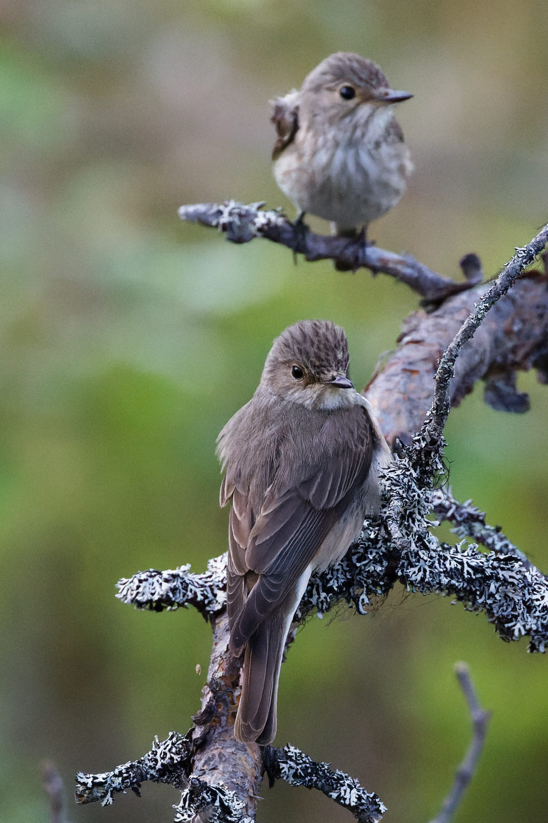 Gobe-mouche gris (adulte et jeune)