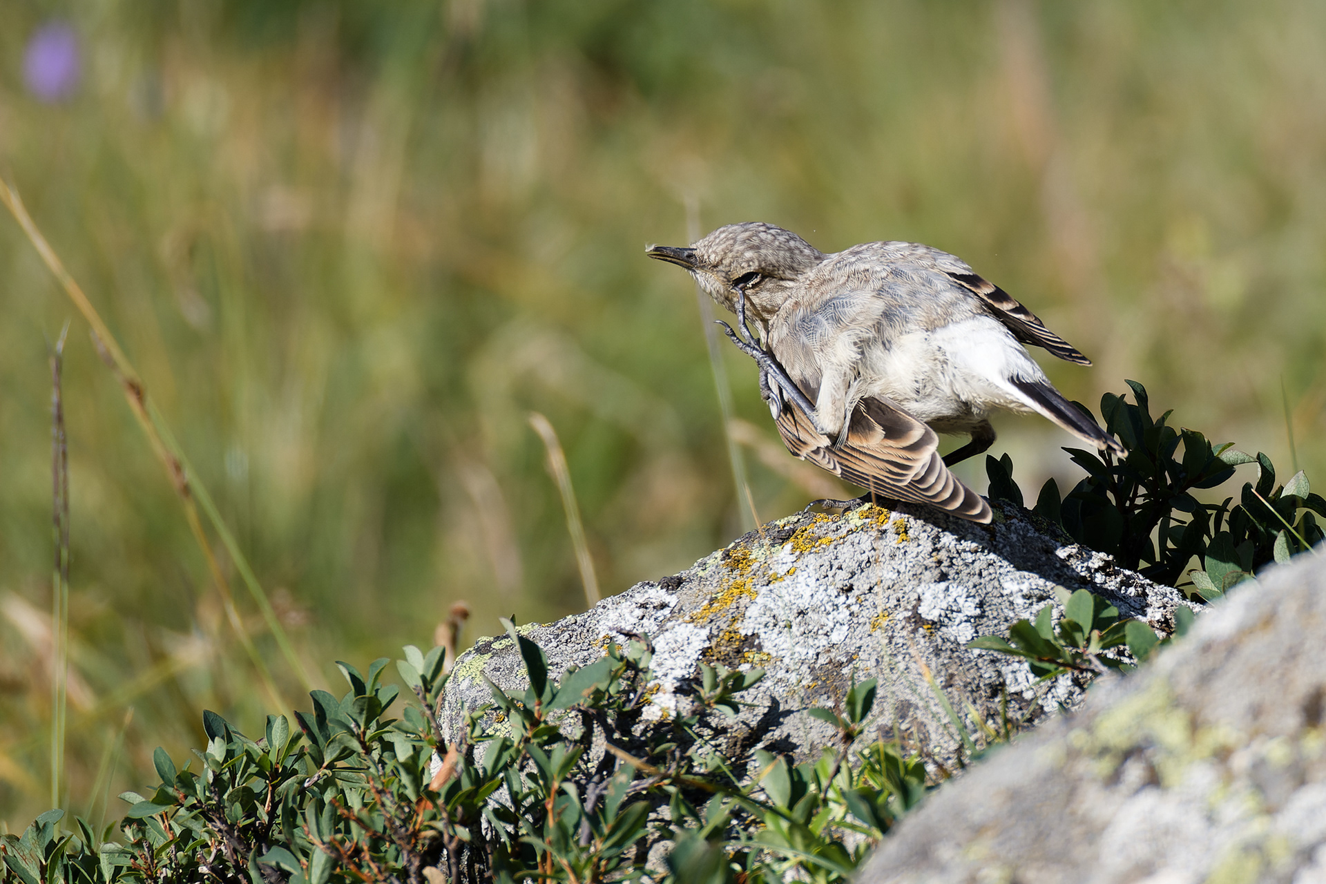 traquet motteux (jeune)