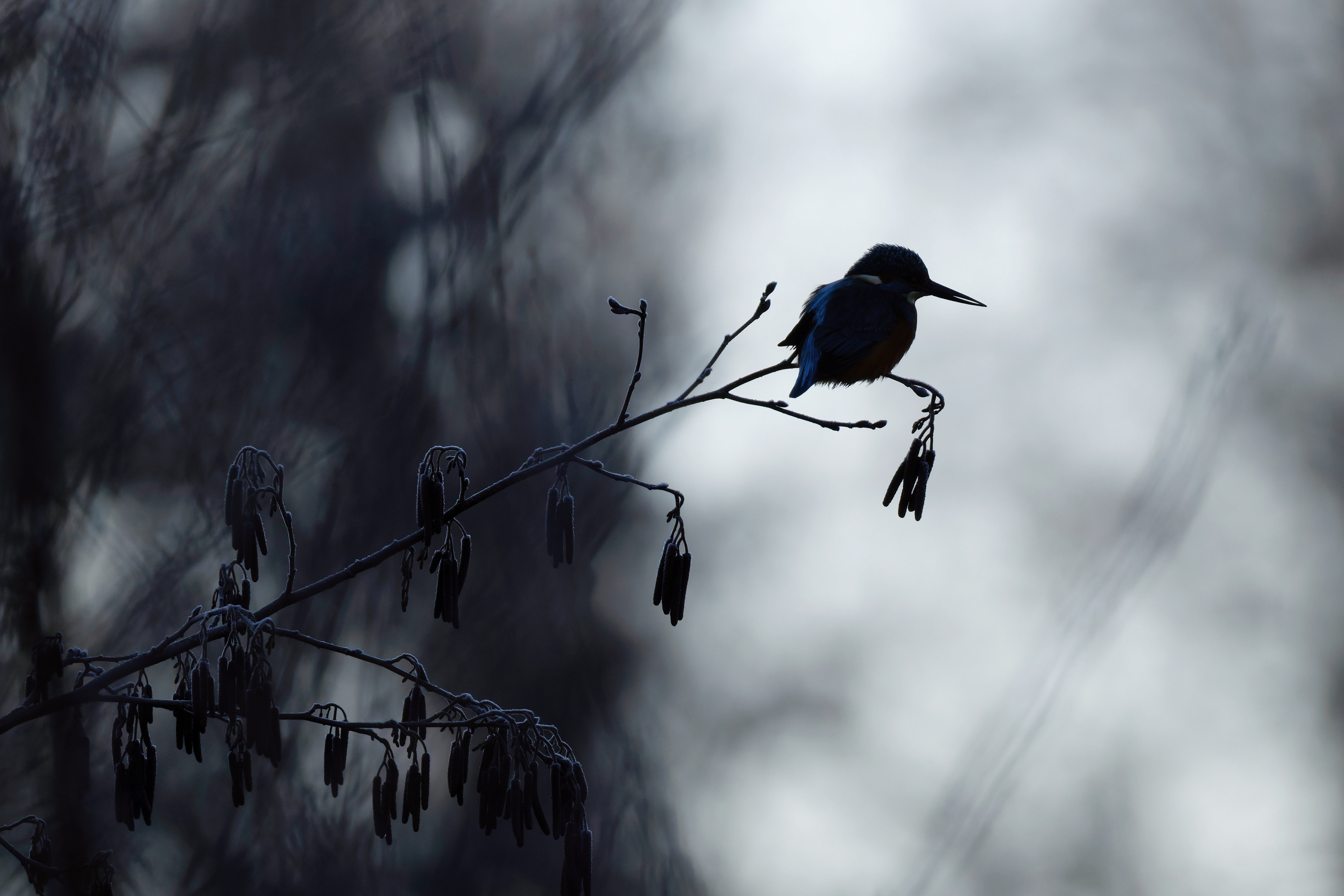 Martin pêcheur d'Europe