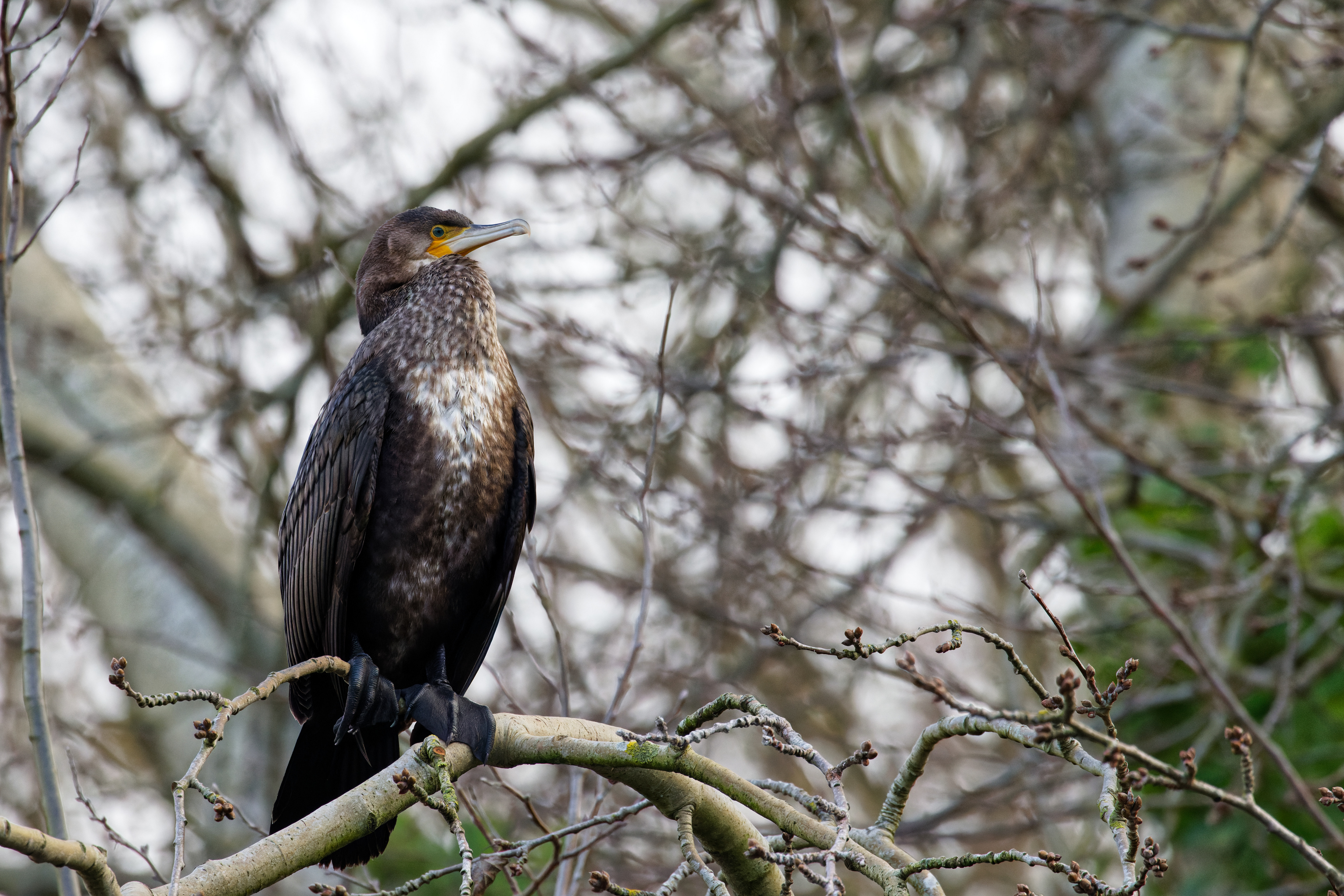 Grand cormoran
