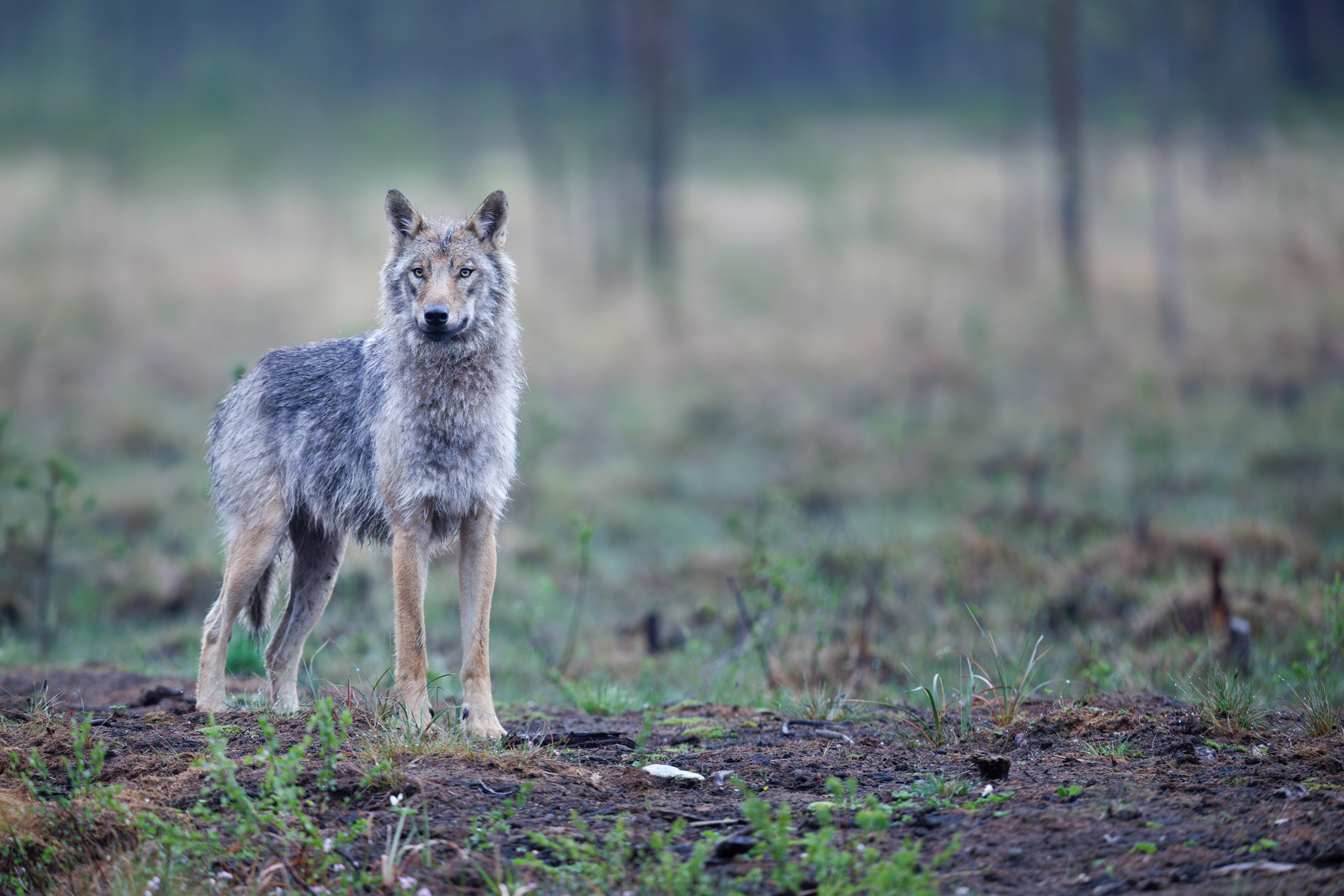 Loup gris